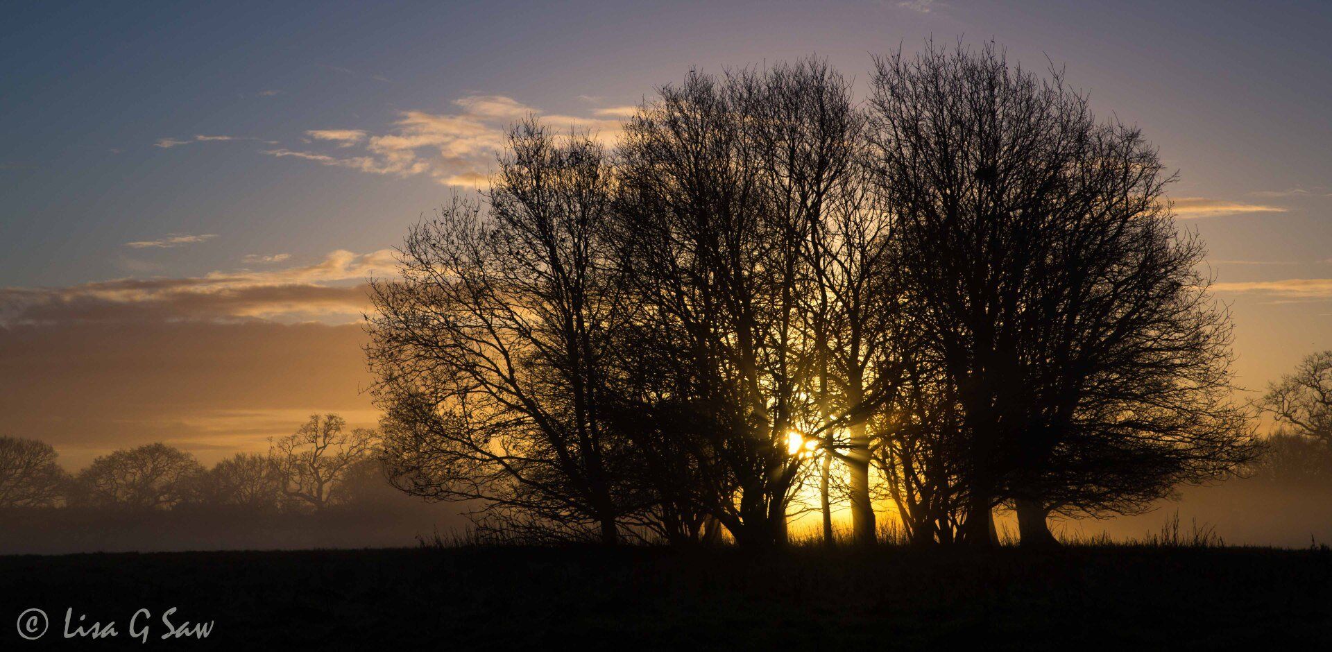 Sun rising behind oak trees in winter