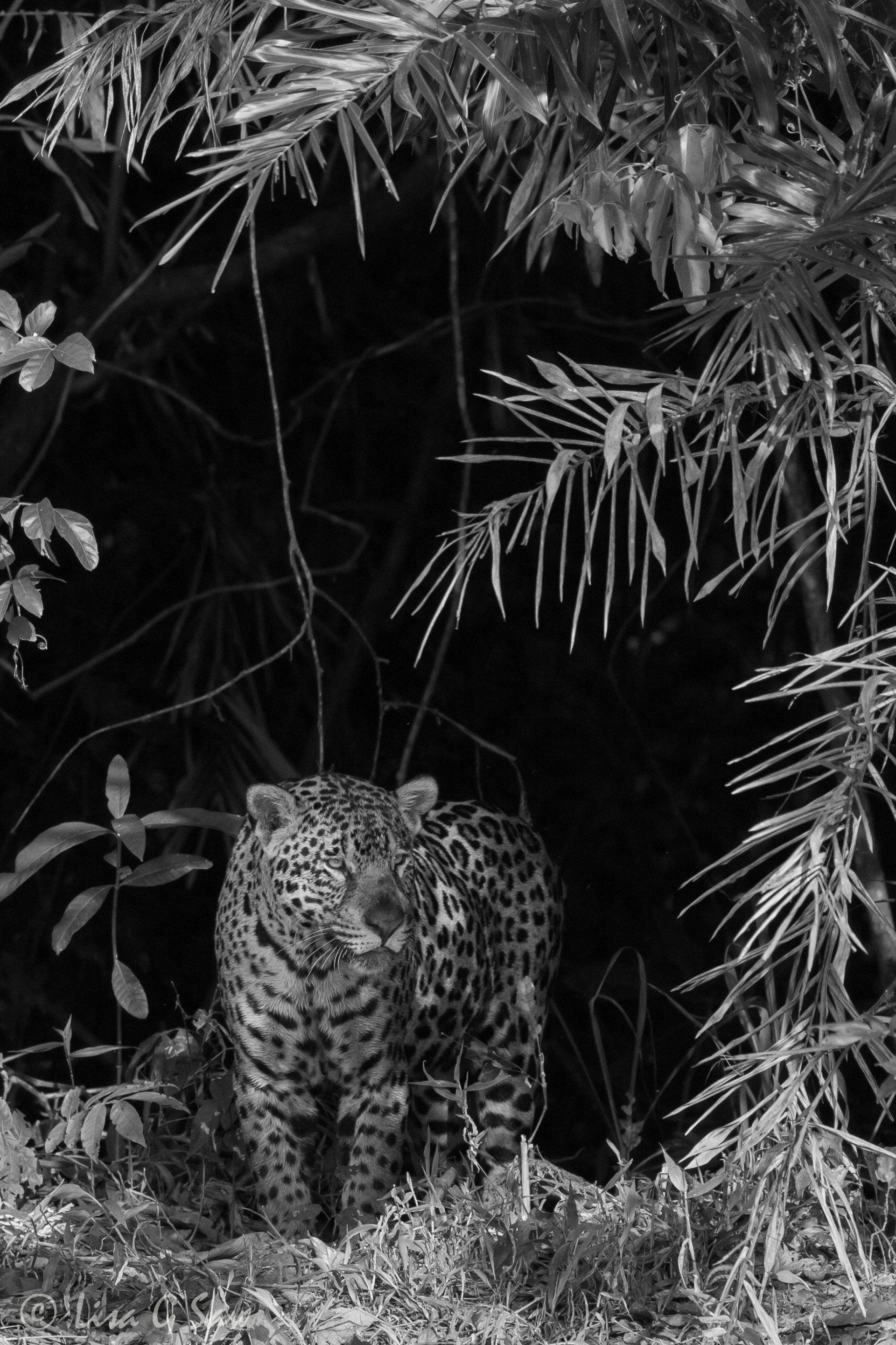 Jaguar appearing in gap in trees (black and white)