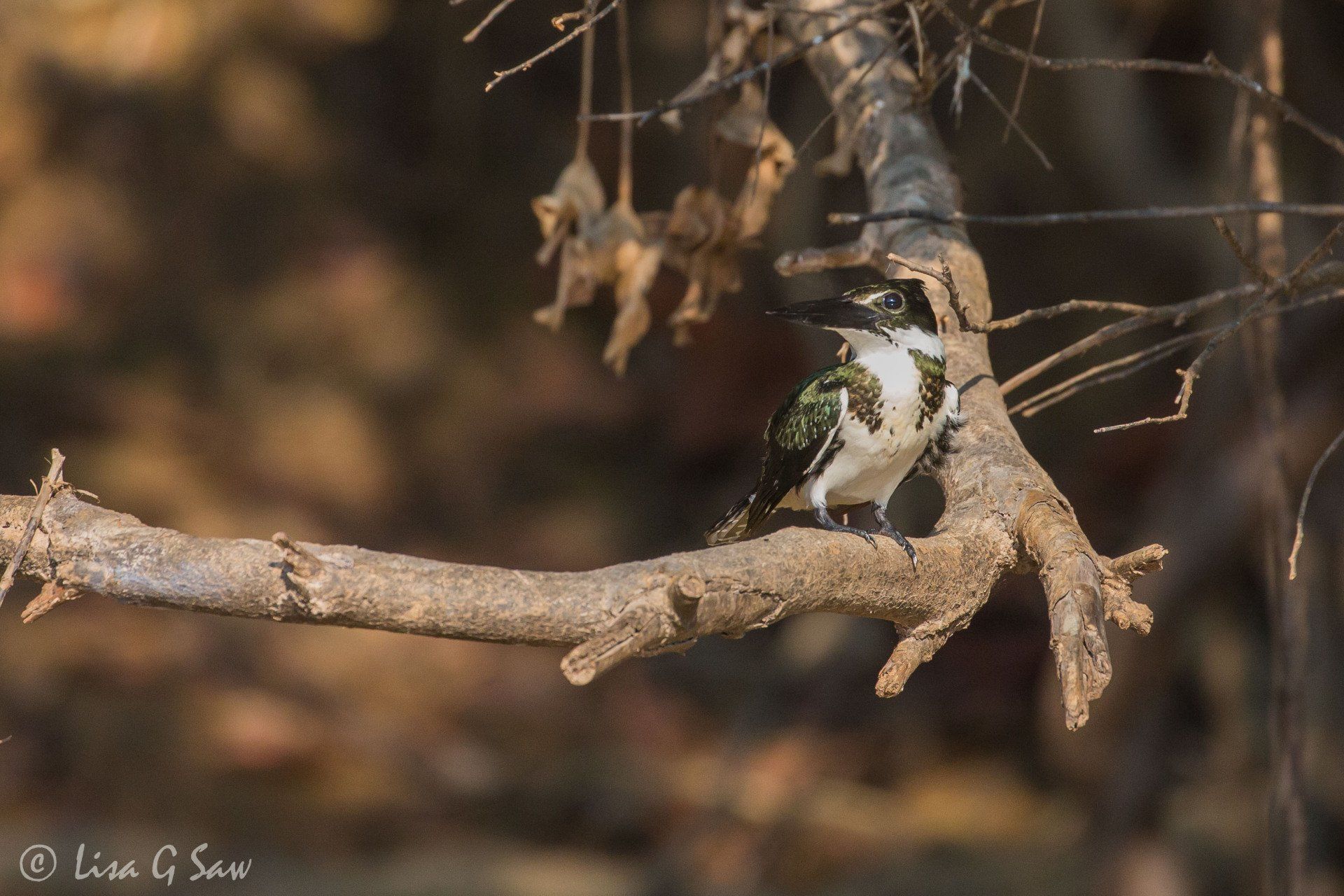 Female Amazon Kingfisher in the Pantanal