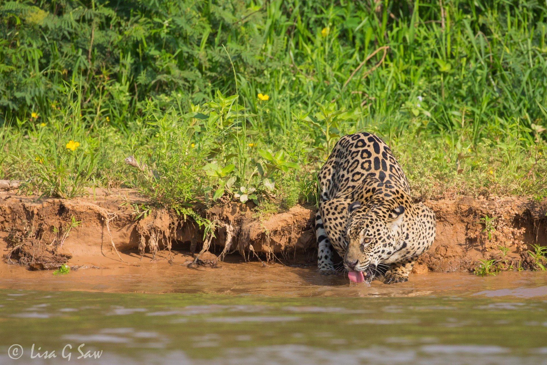 Jaguar drinking water crouched down