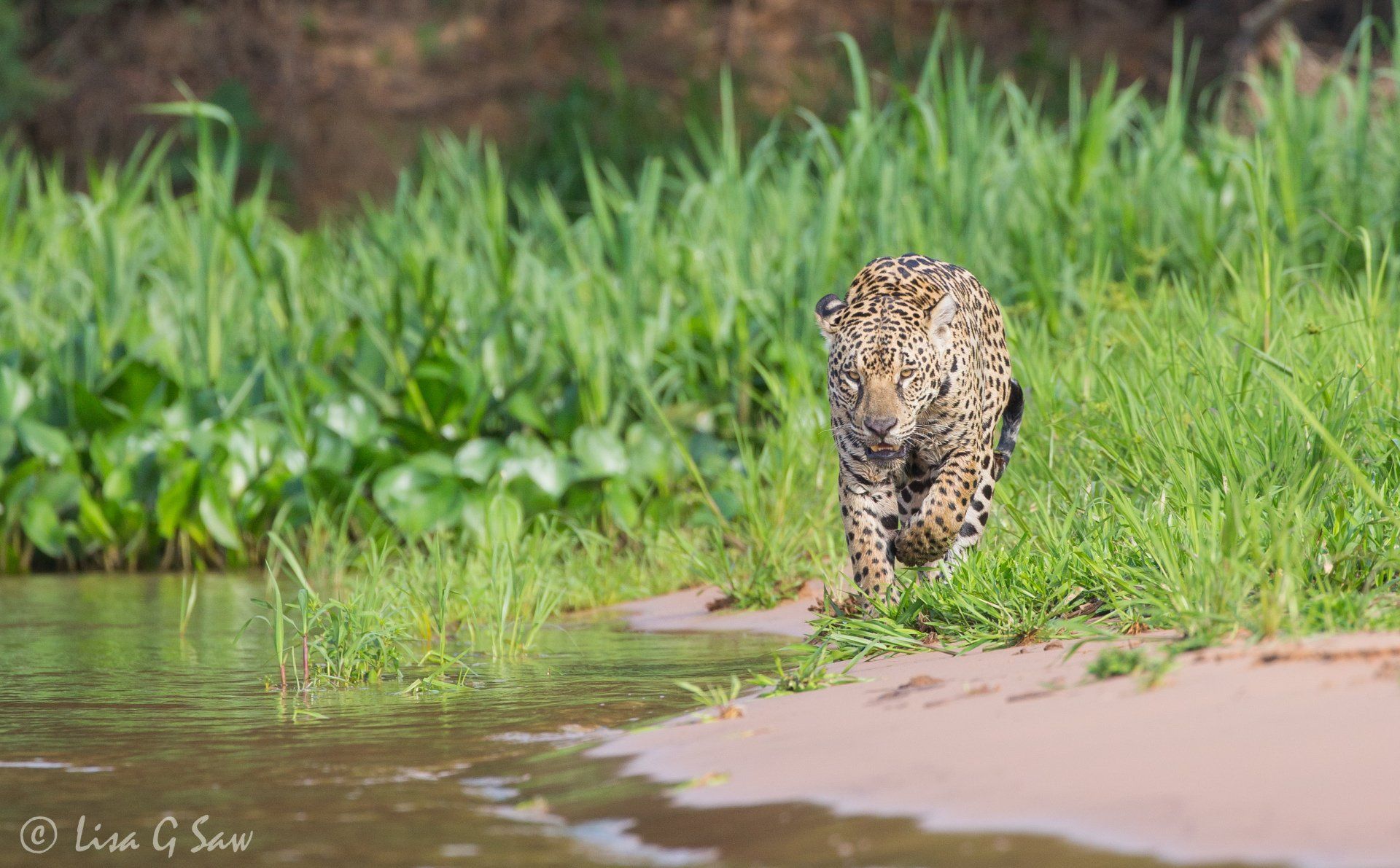 Jaguar walking towards camera along water's edge