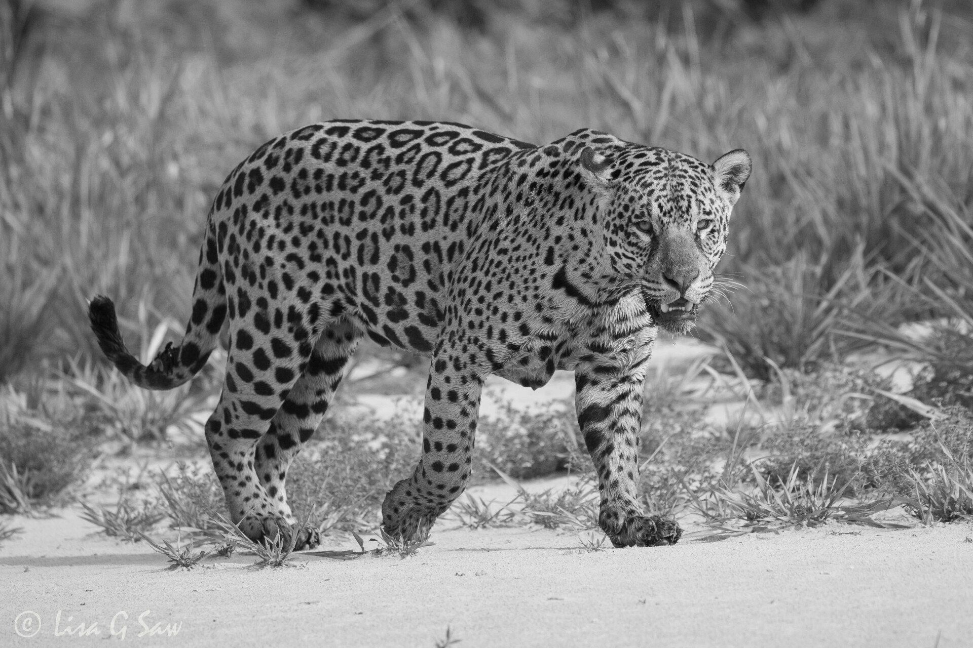Female Jaguar walking along sand (black and white)