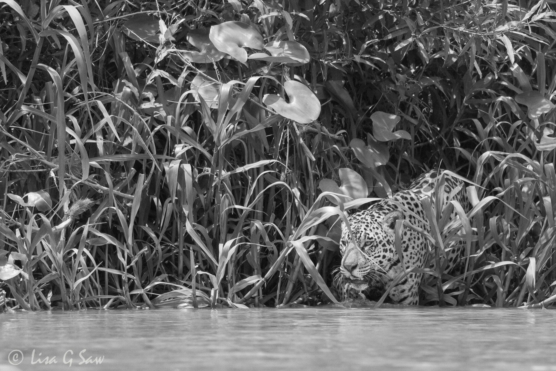 Jaguar emerging from tall reeds (black and white)
