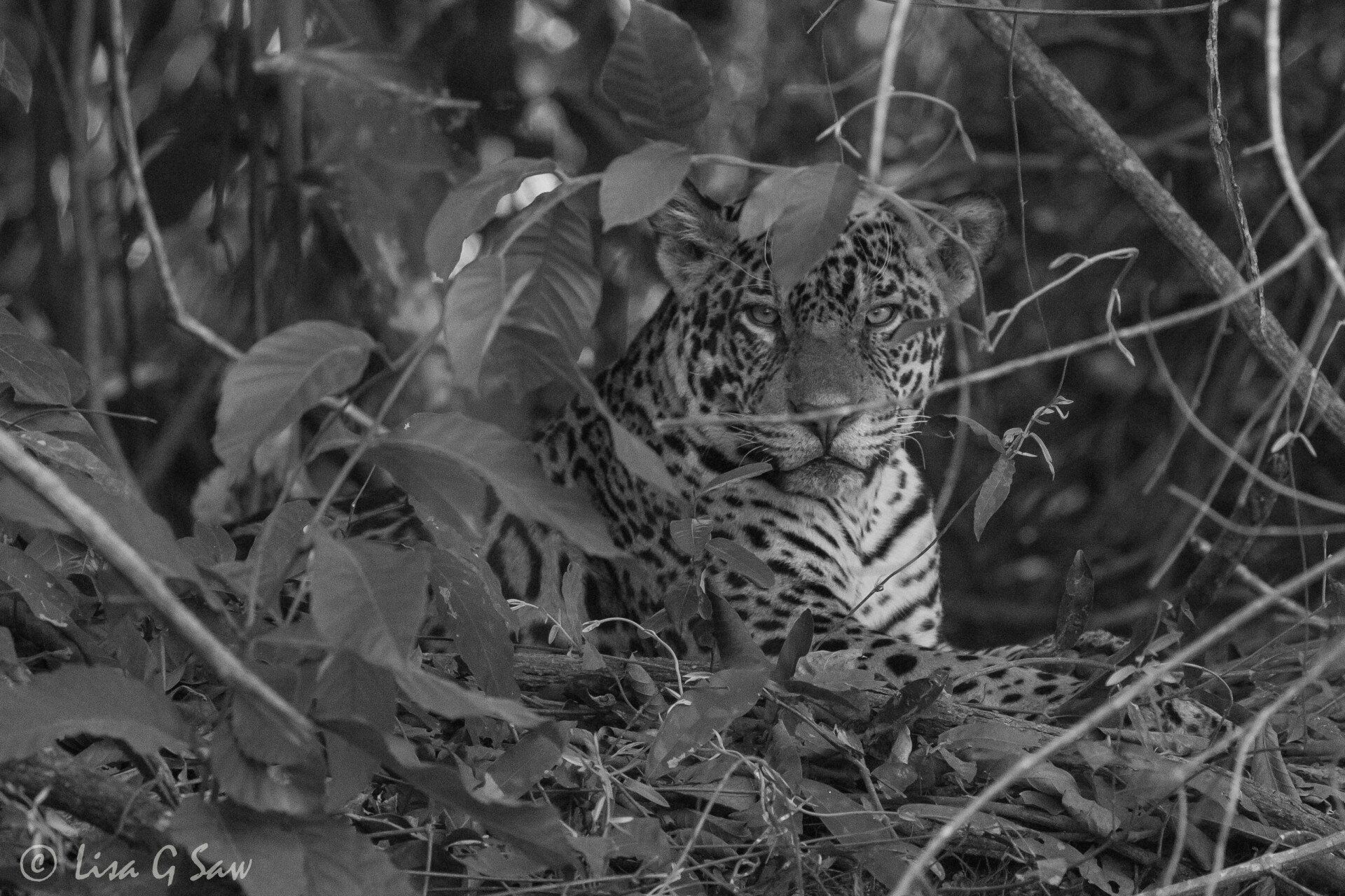 Jaguar behind leaves (black and white)