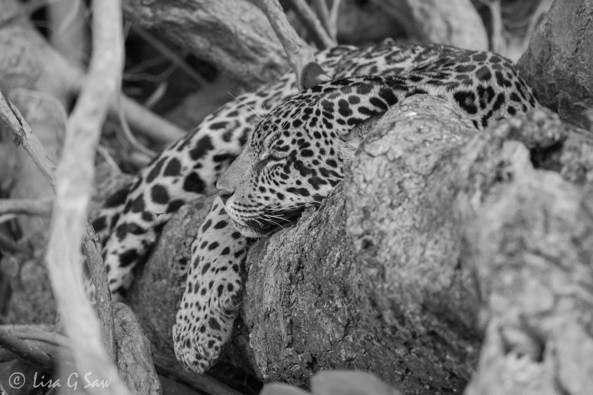 Jaguar relaxed over fallen tree trunk (black and white)