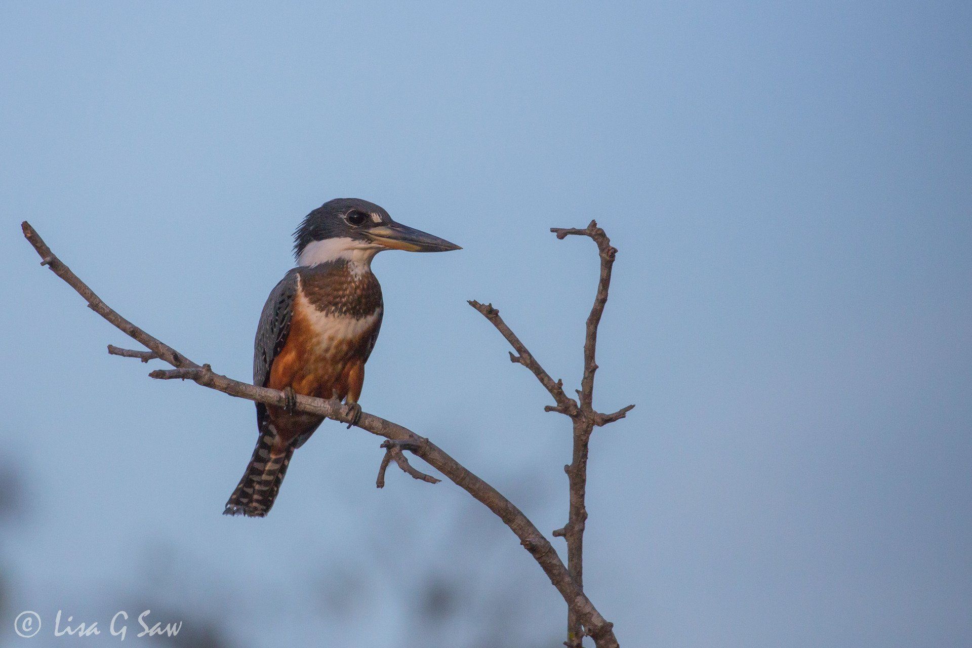 Female Ringed Kingfisher in the Pantanal