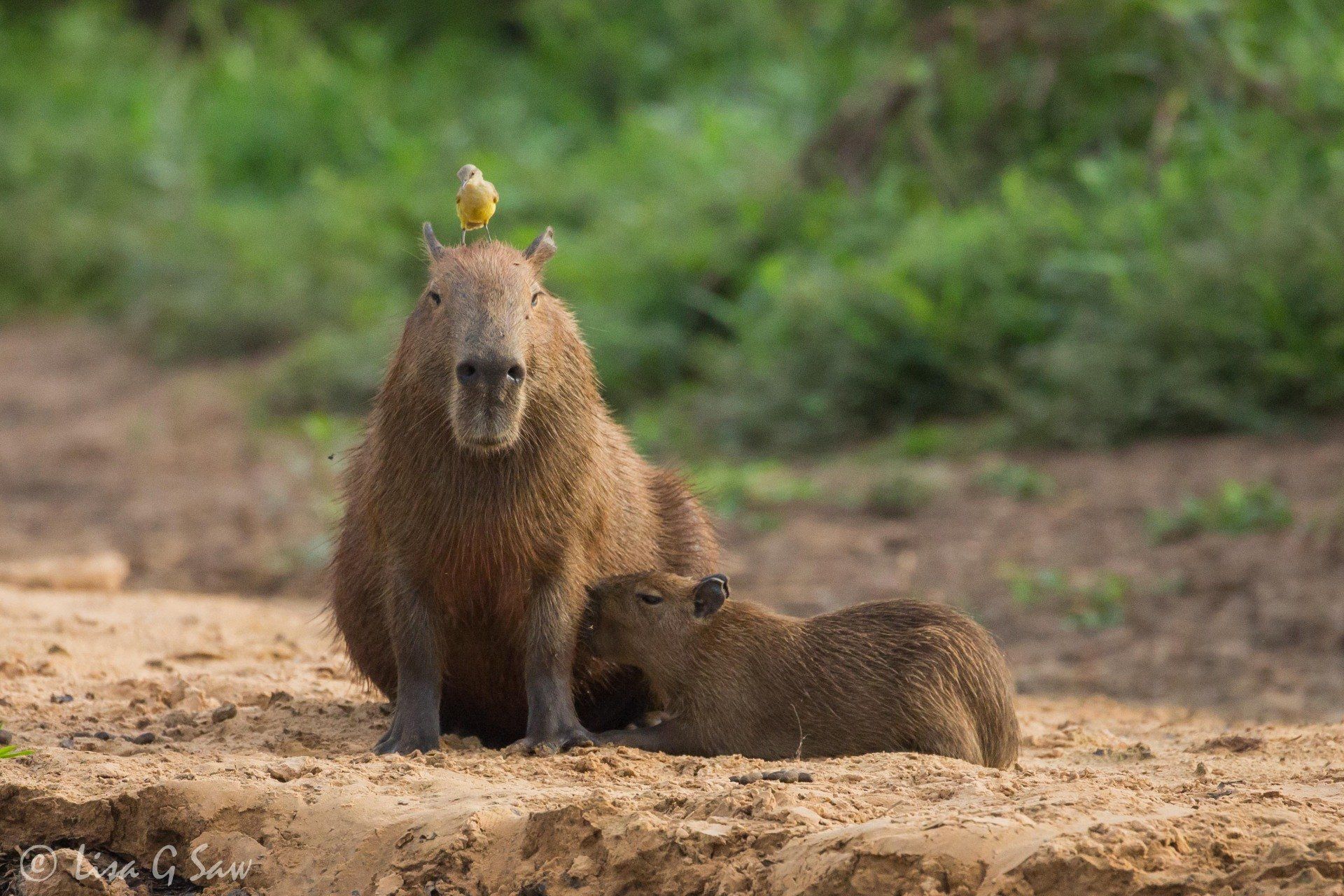 Capybara pup suckling from its mother, Brazil