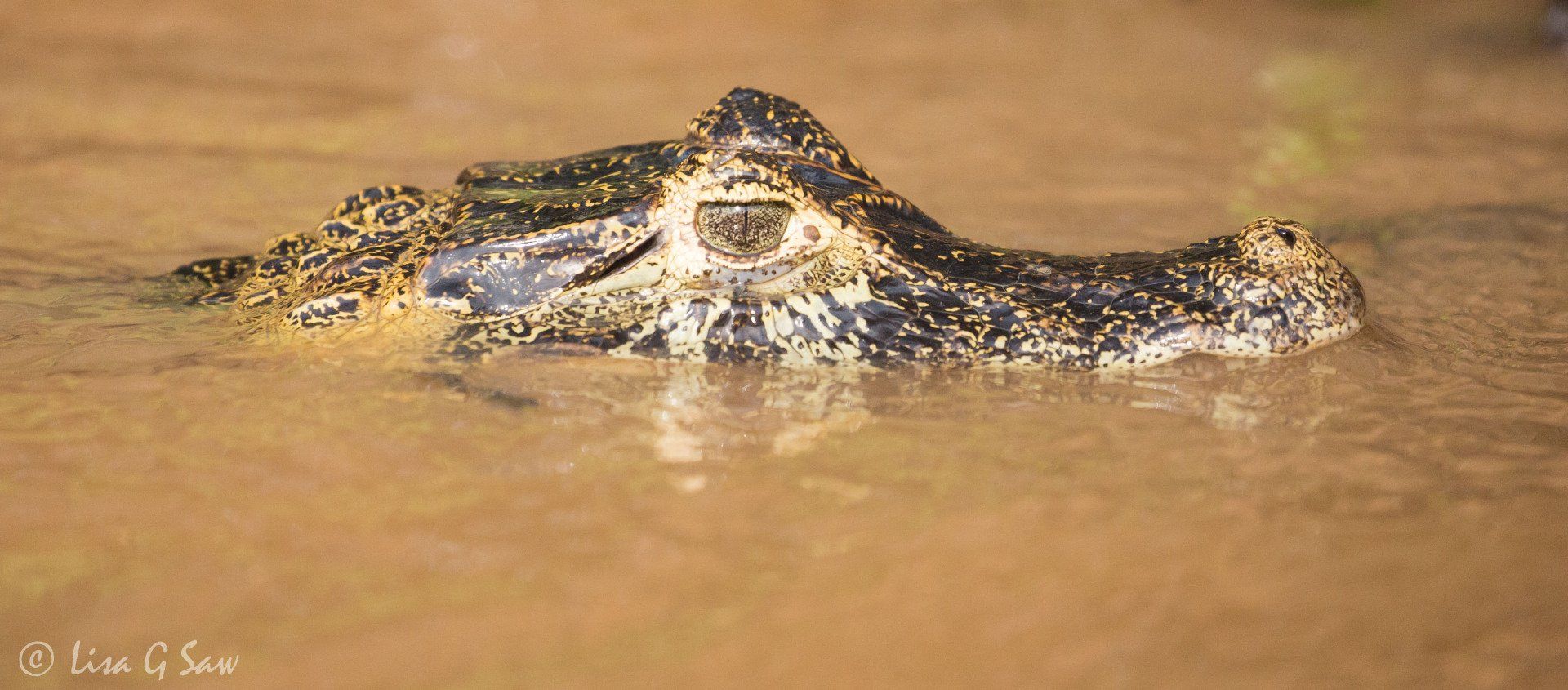 Close up of Caiman's head in water