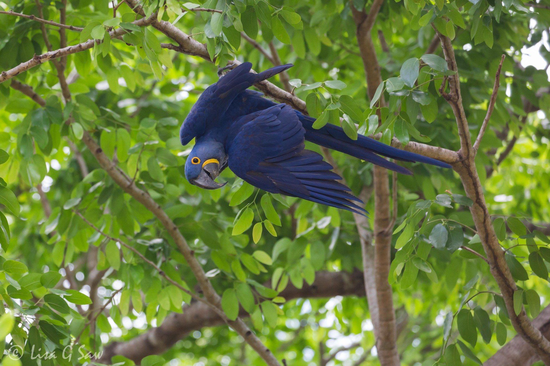 Hyacinth Macaw hanging upside down in tree
