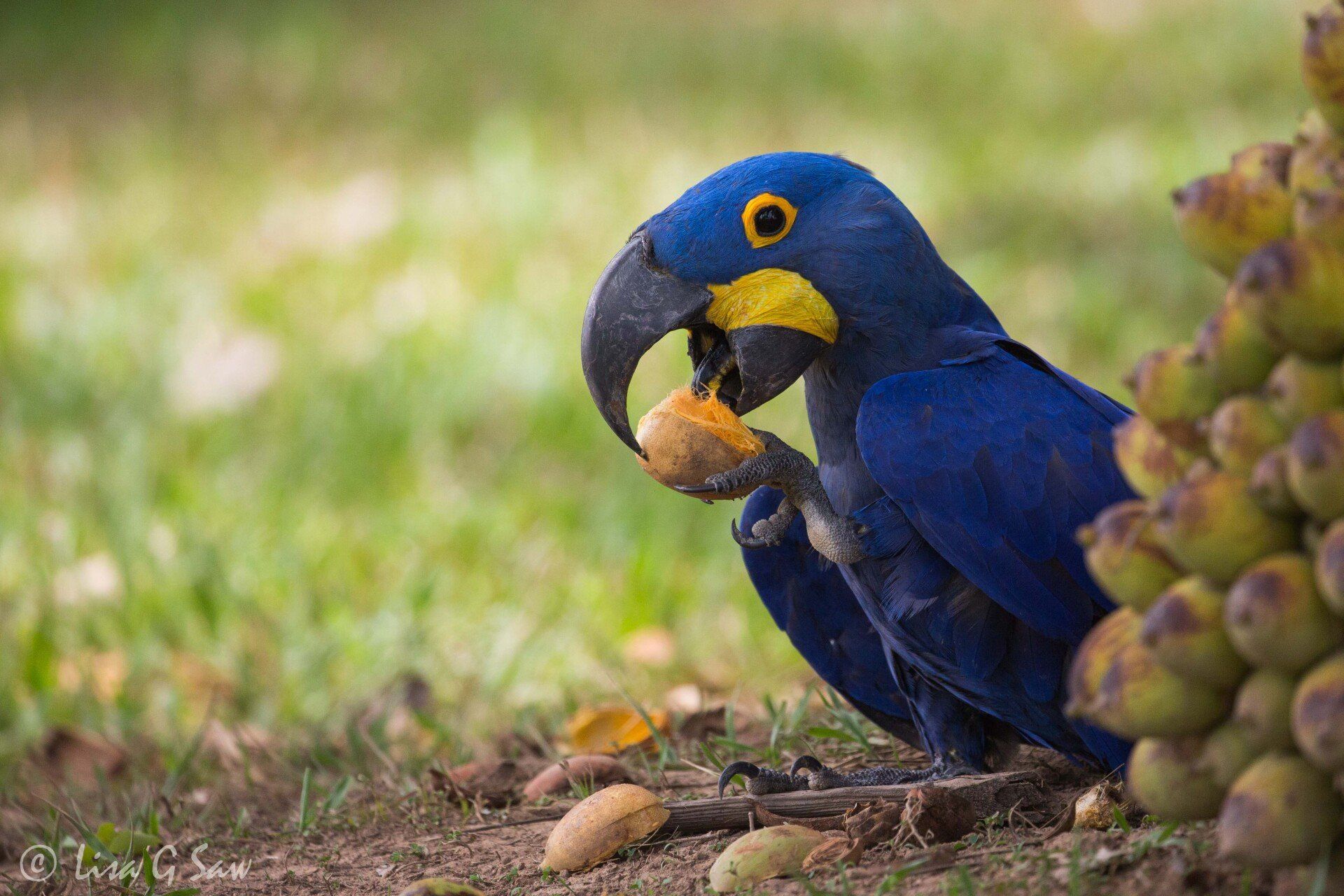 Hyacinth Macaw eating acuri palm nut held in its talon