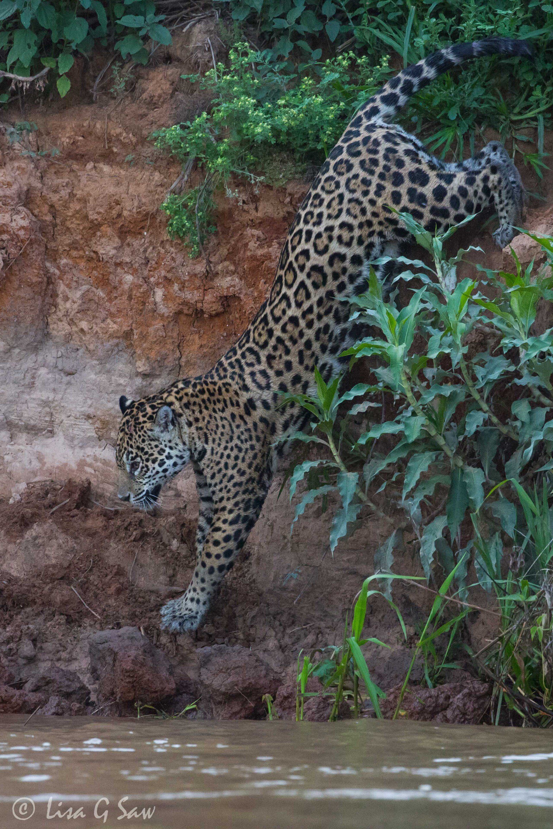 Jaguar climbing down steep bank