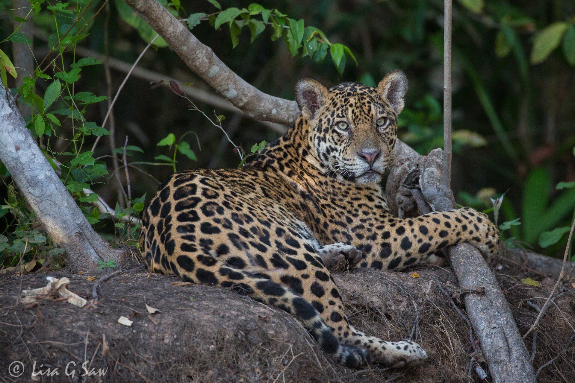 Jaguar lying down with paw over a branch