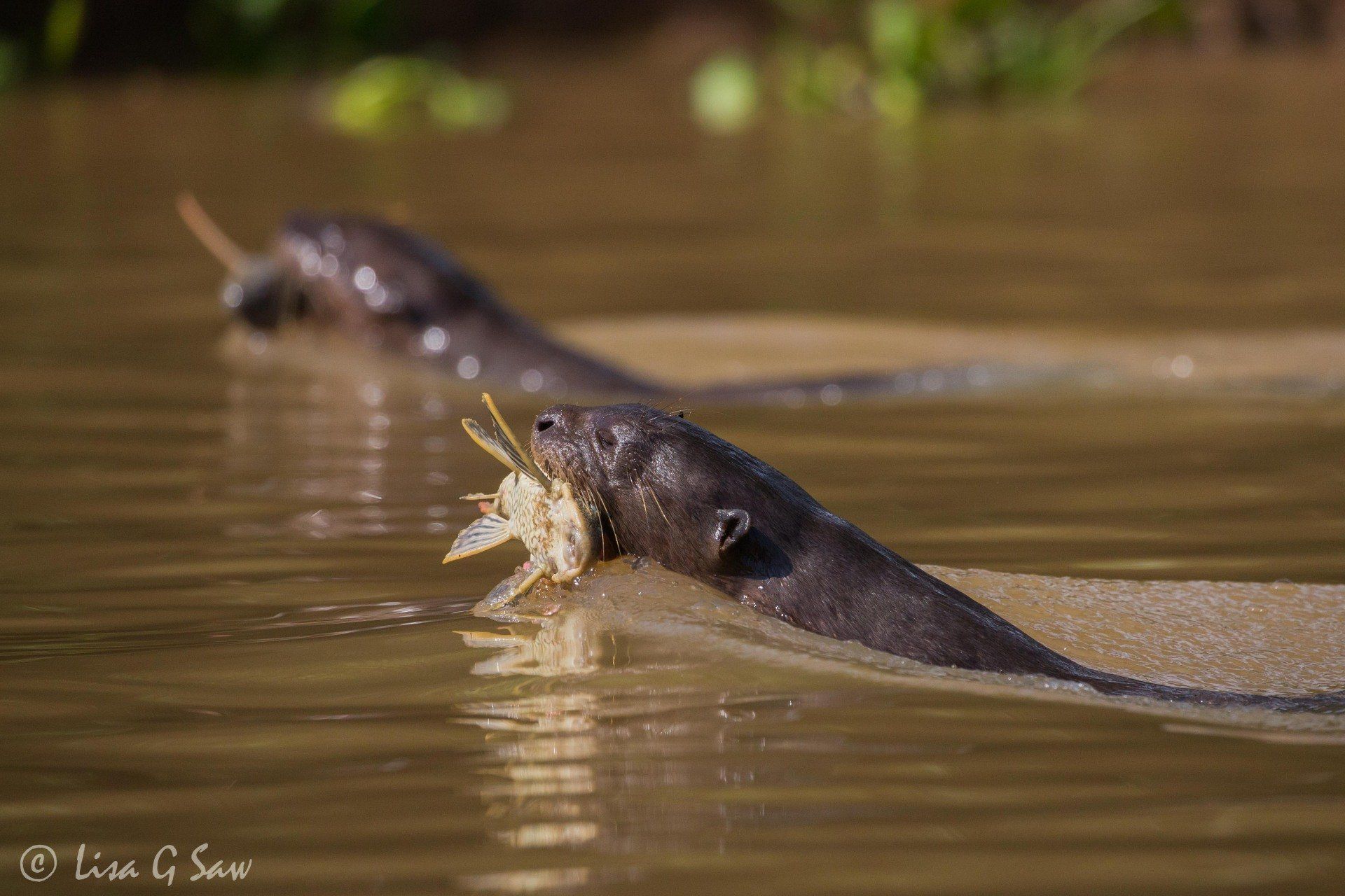 Two Giant River Otters swimming side by side with Catfish in mouth