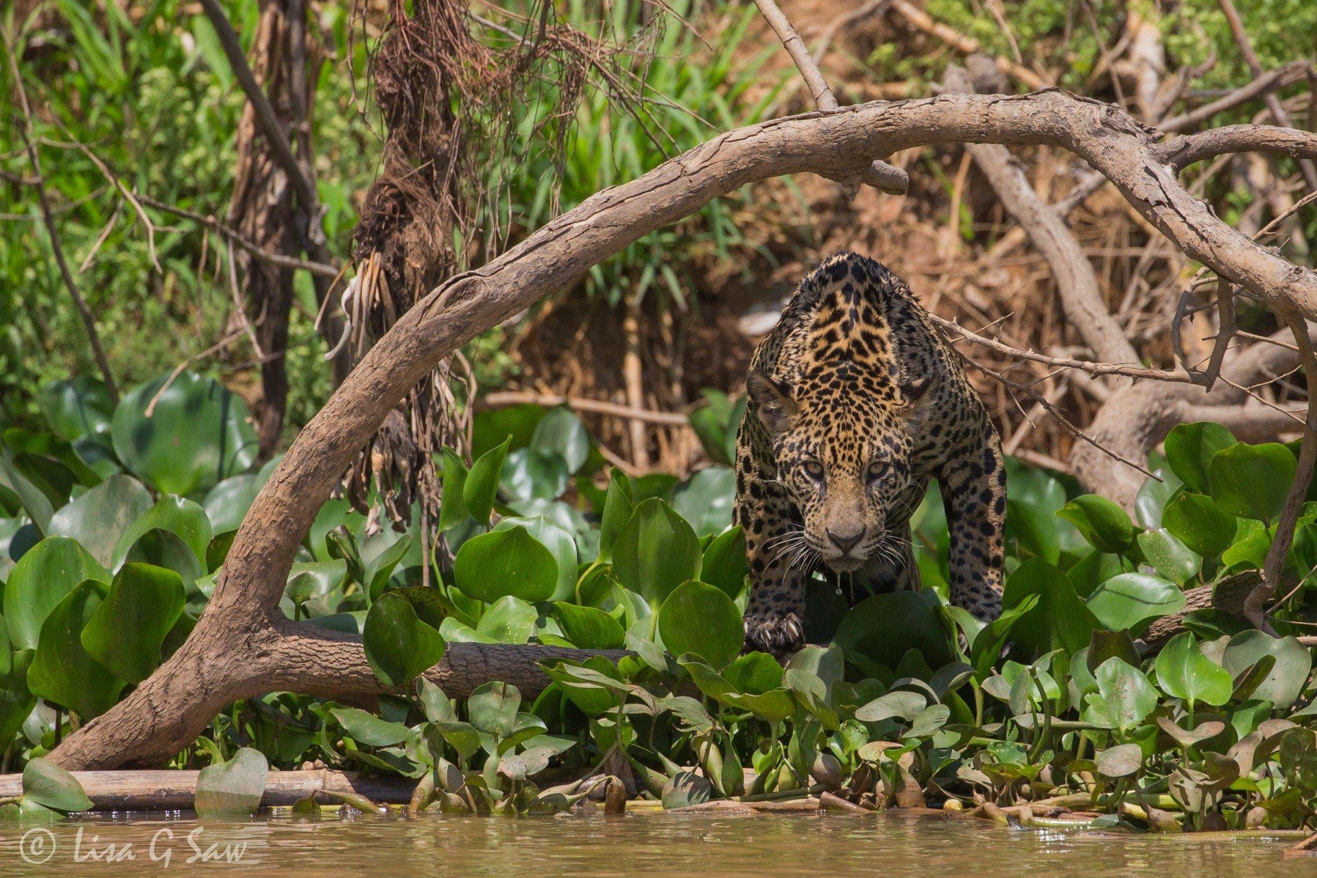 Jaguar ducking under branch in the water