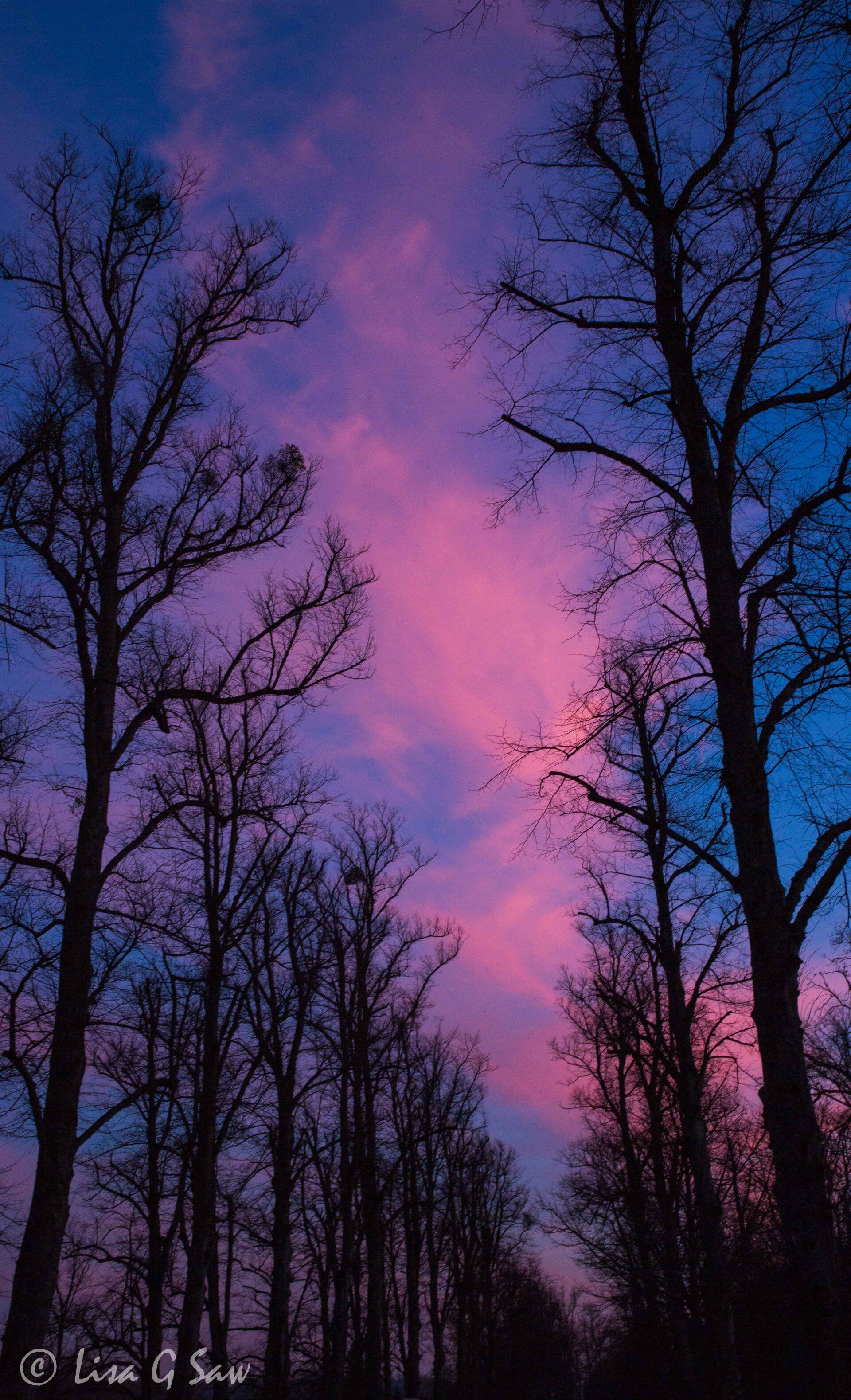 Pink clouds and dark blue sky with winter trees