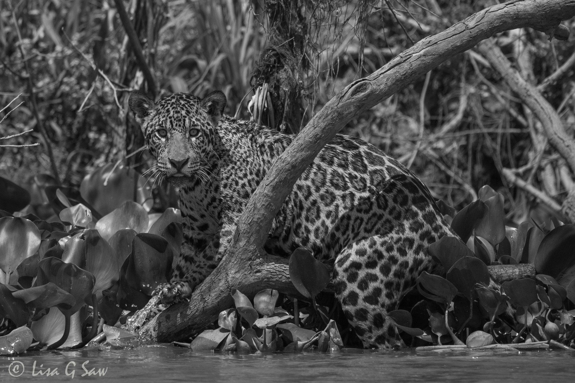 Jaguar clambering over branch in water (black and white)