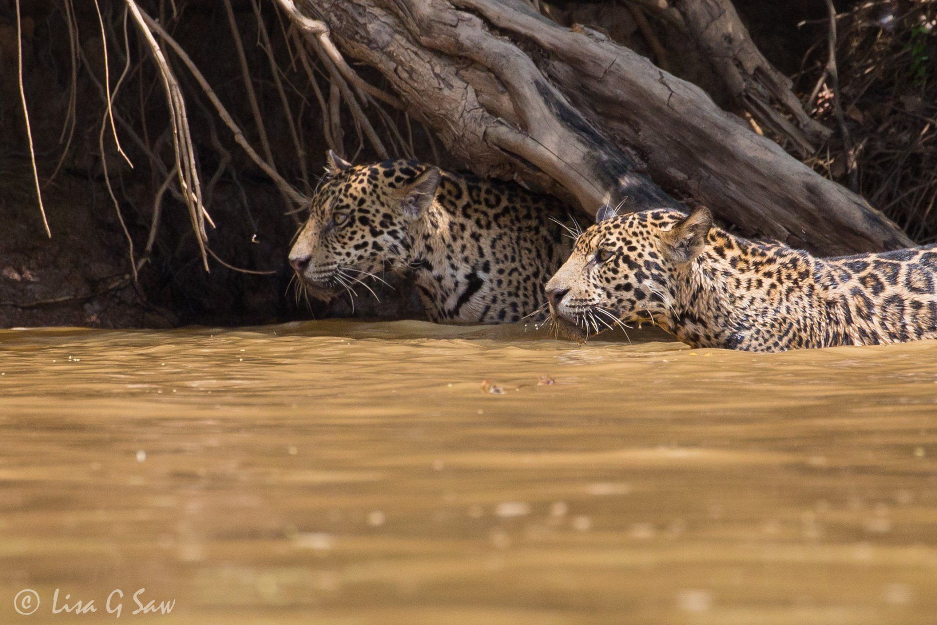 Two Jaguar brothers in water alongside each other