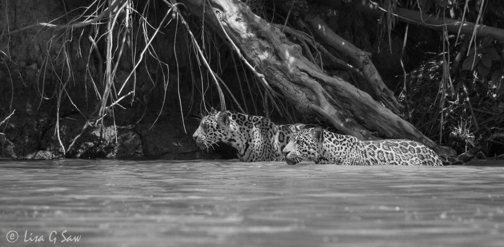 Two Jaguars walking together through water (black and white)