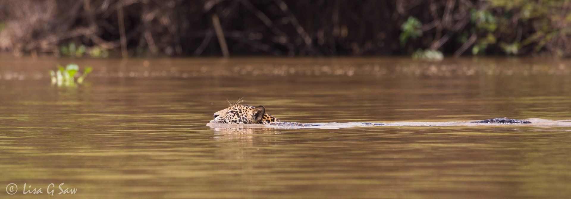 Jaguar swimming in brown water