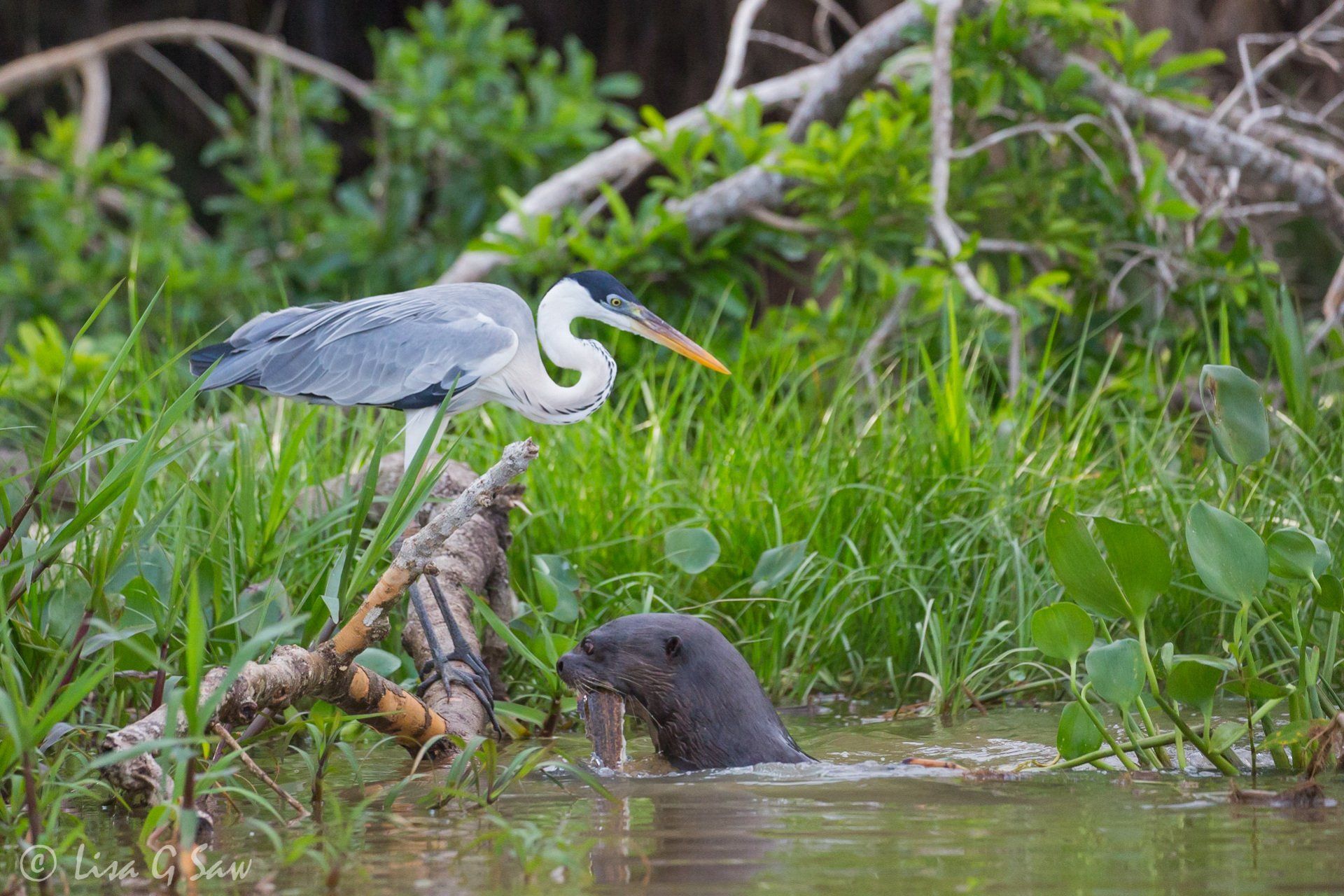 Cocoi Heron and Giant River Otter