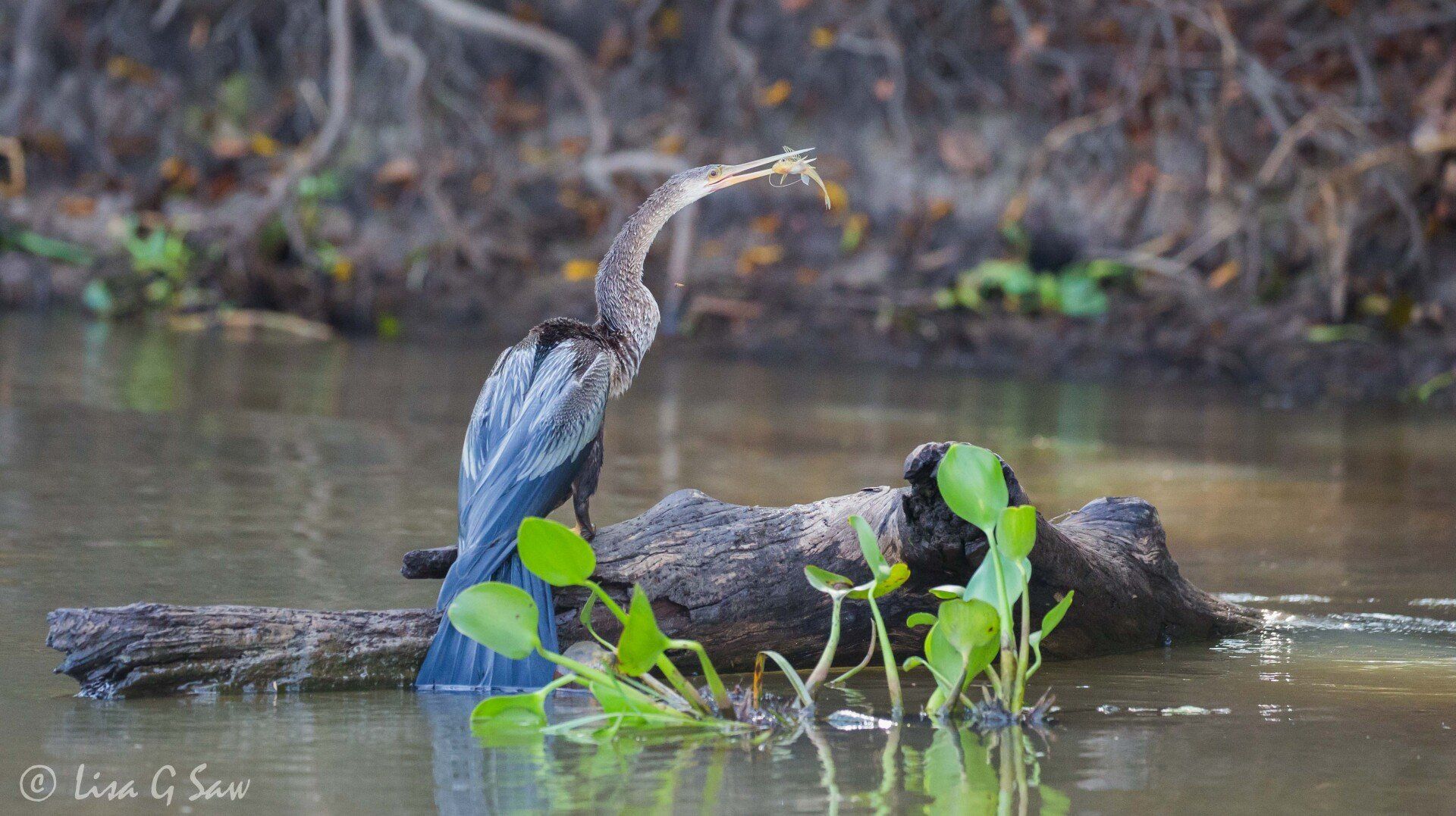 Anhinga (Darter) with a fish in its mouth