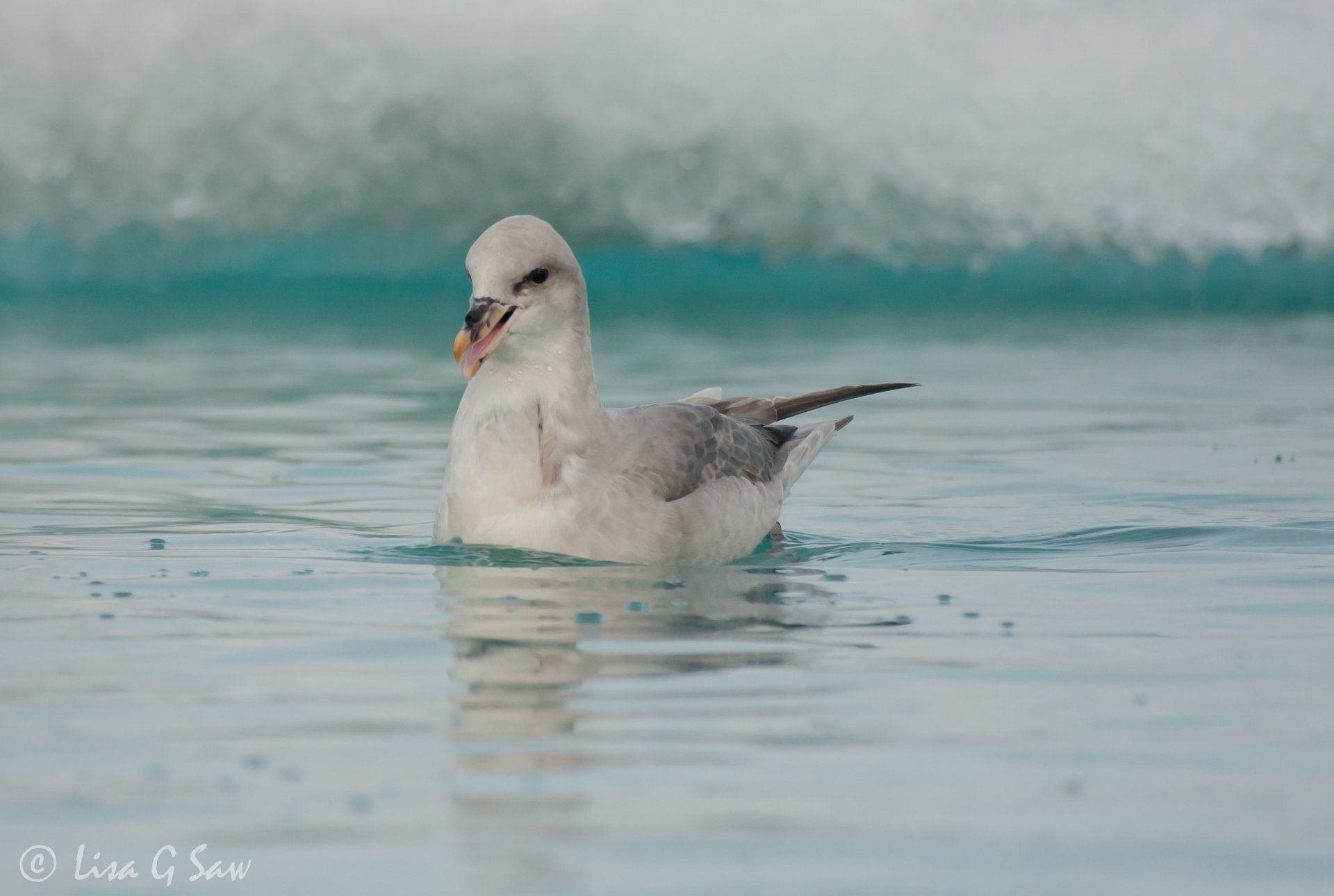 Fulmar close up sitting on water