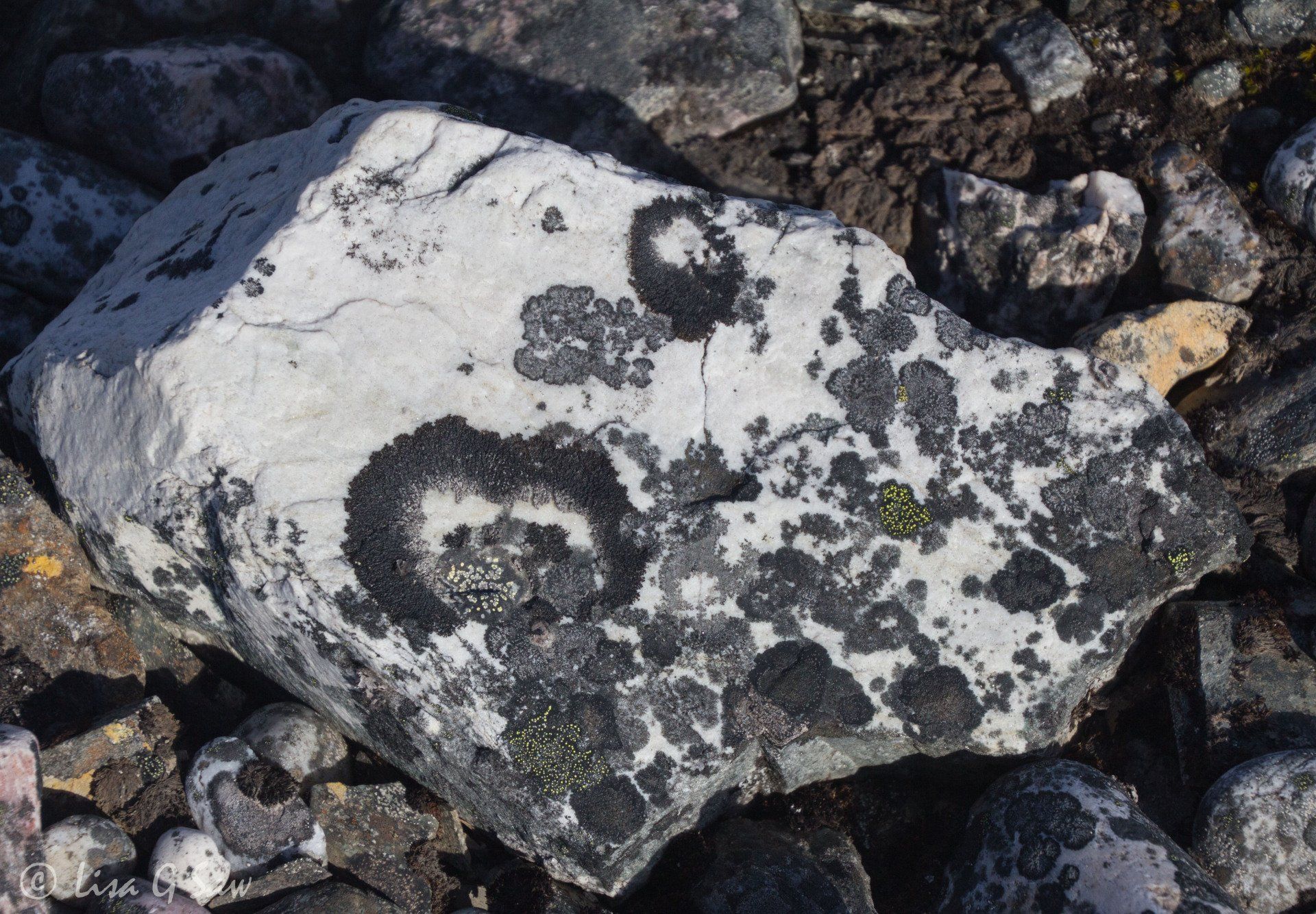 Lichen growing on rock on remote Arctic island