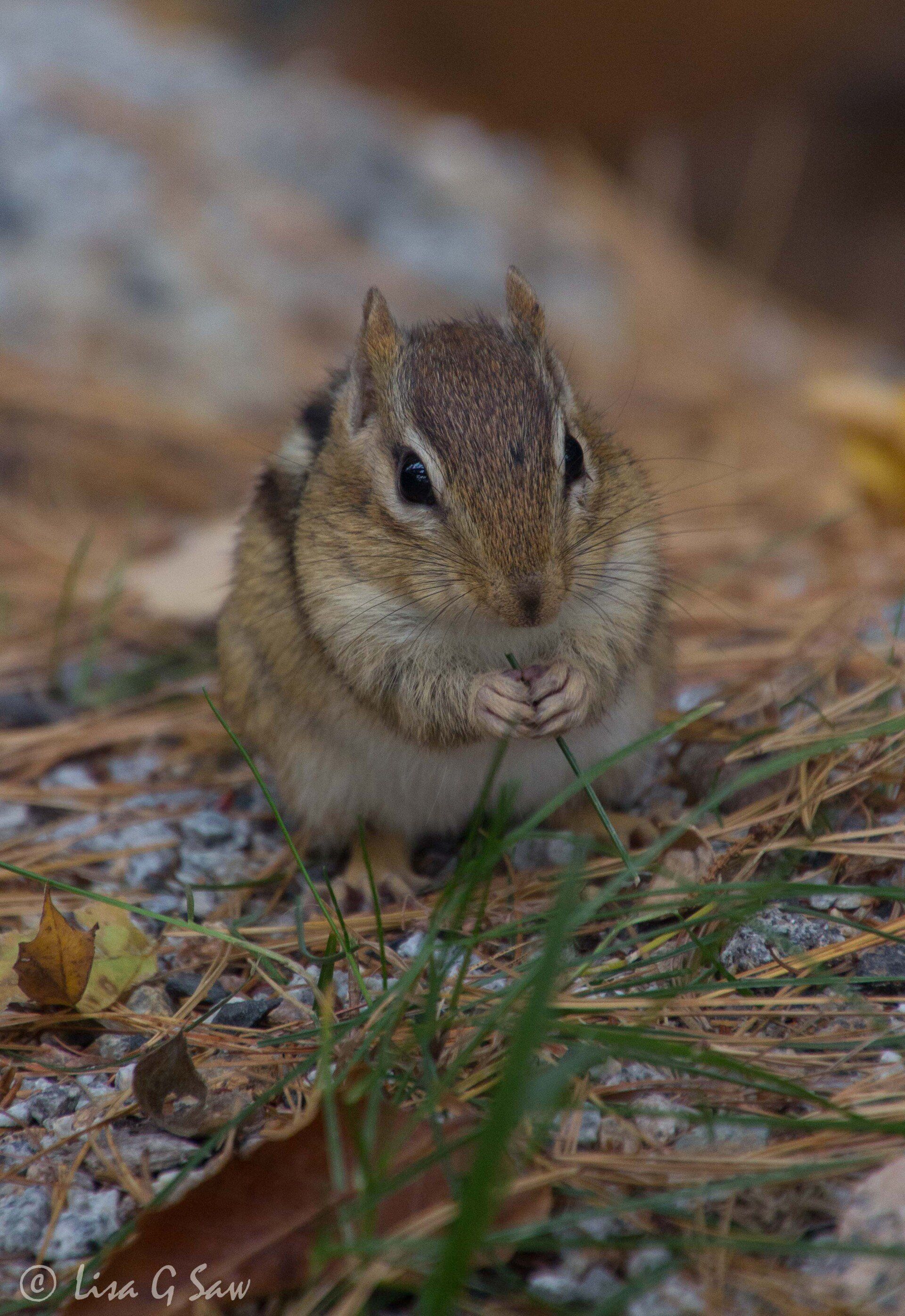 Close up of Eastern Chipmunk holding blade of grass