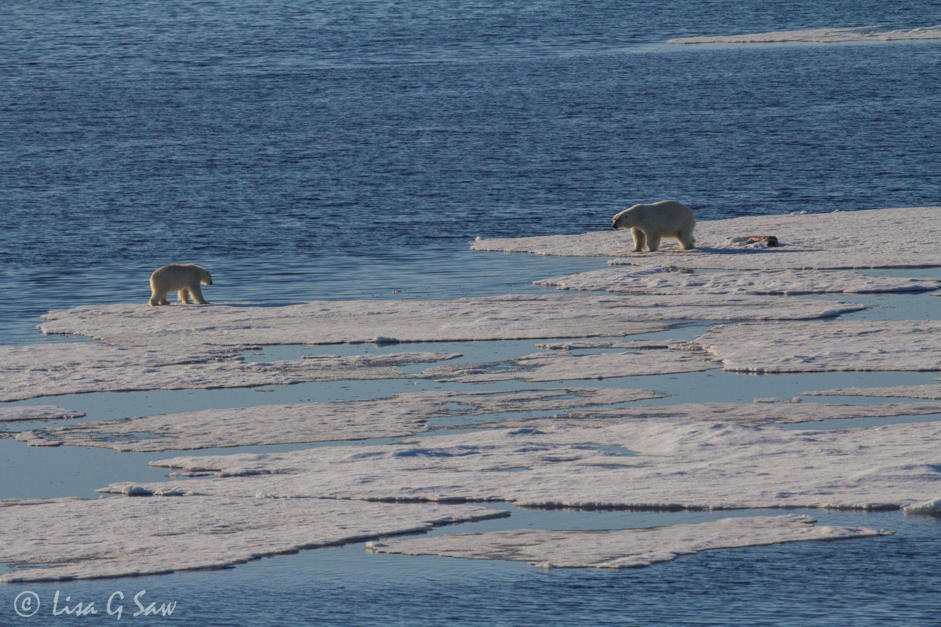 Two Polar Bears on sea ice, one with seal carcass