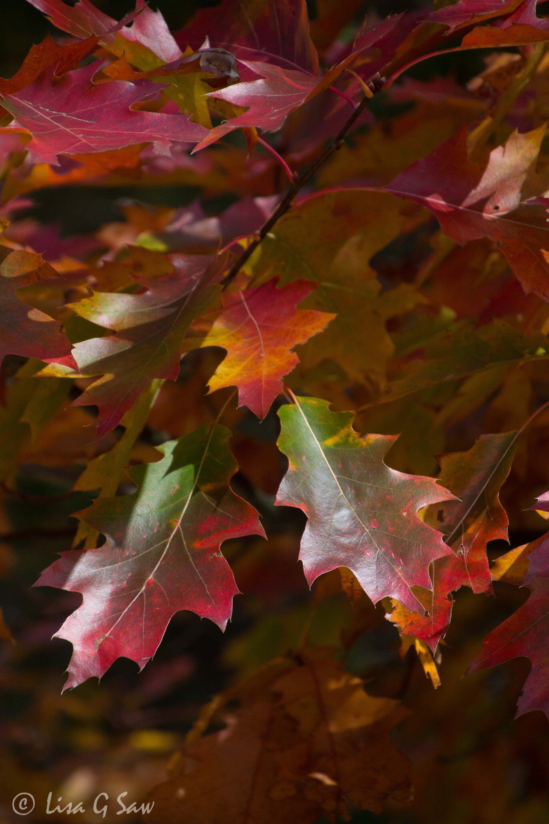 Multicoloured leaves in autumn