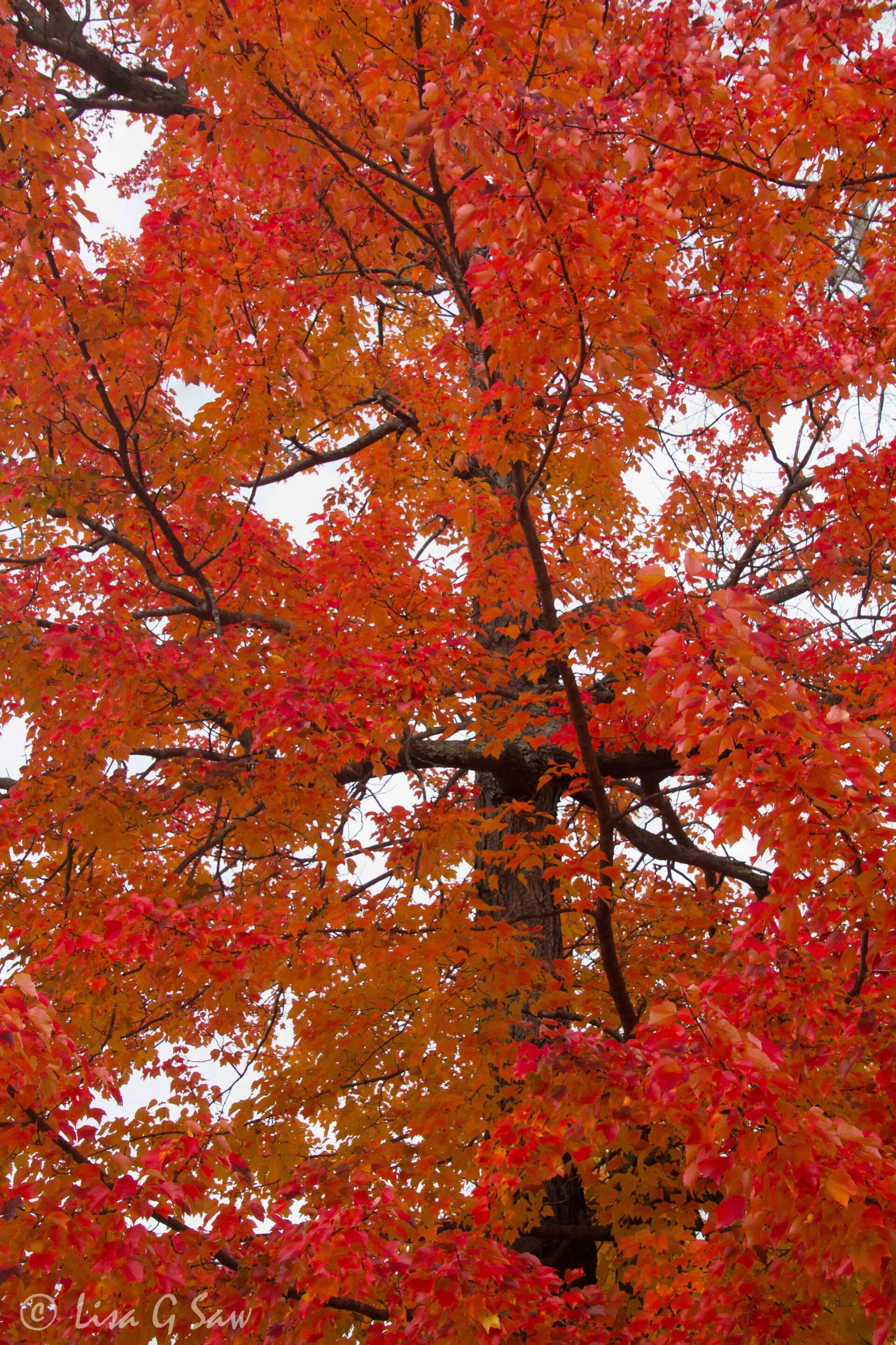 Red leaves on maple tree