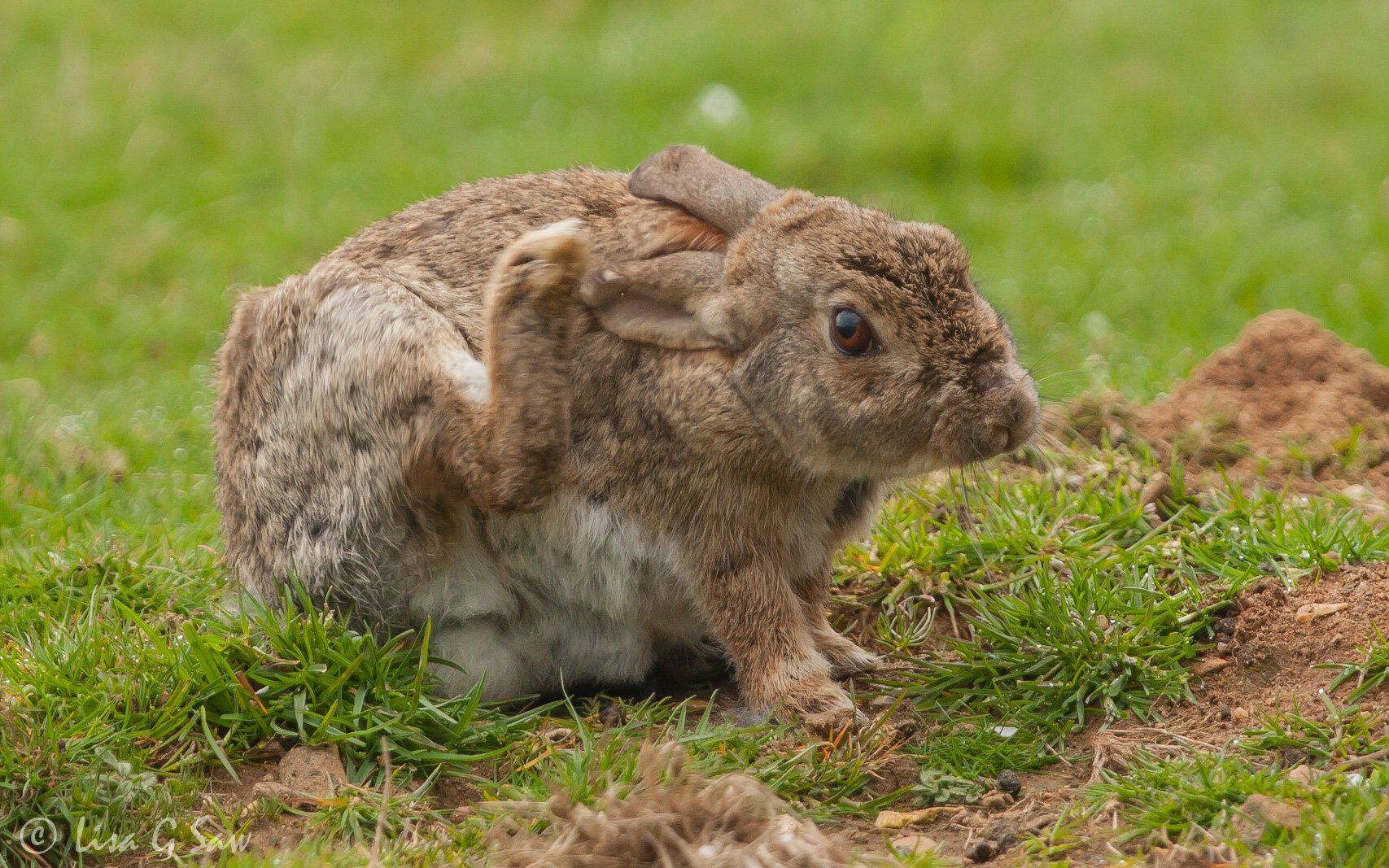 Rabbit using its leg to scratch itself