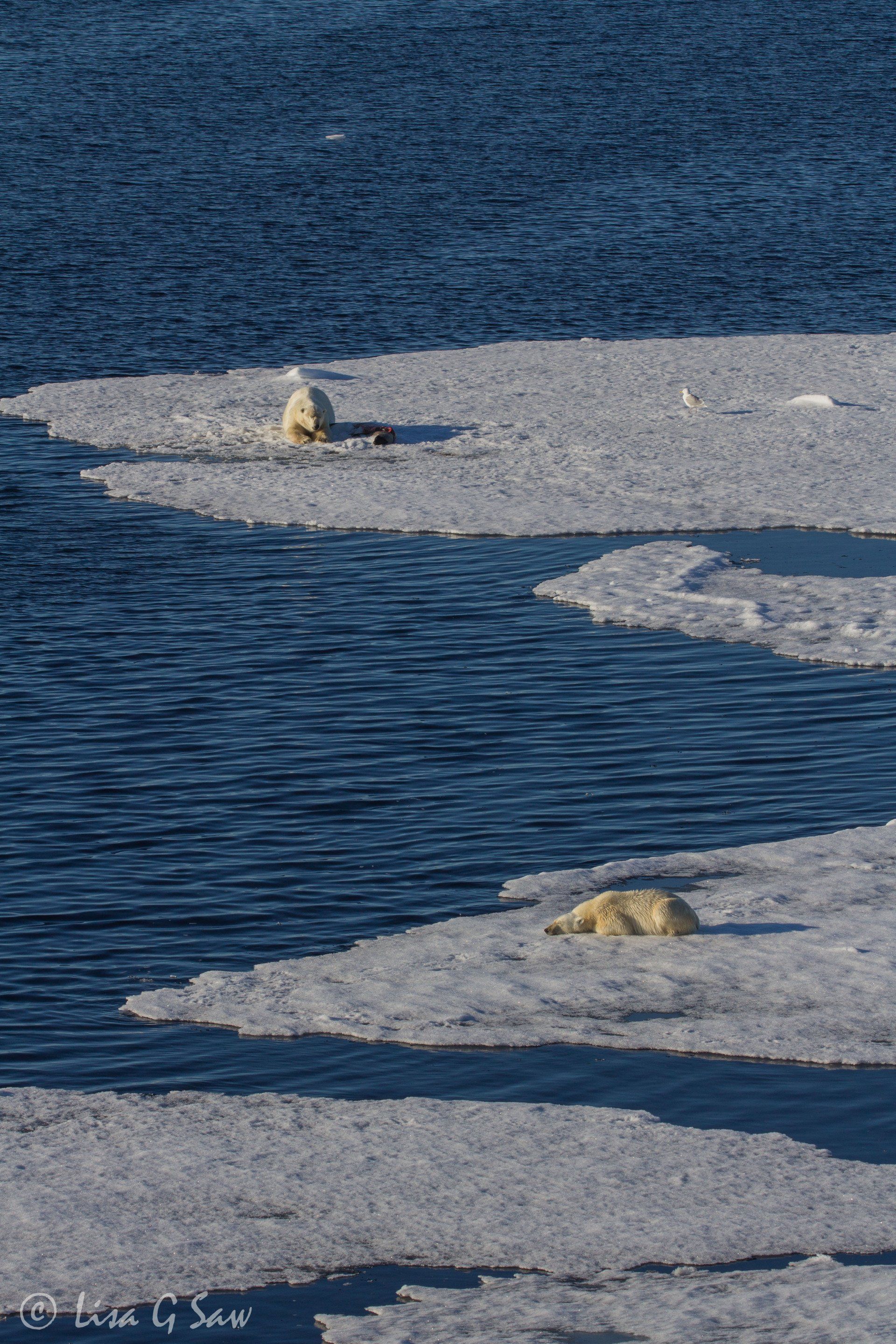 Two Polar Bears resting on sea ice, one guarding its seal carcass