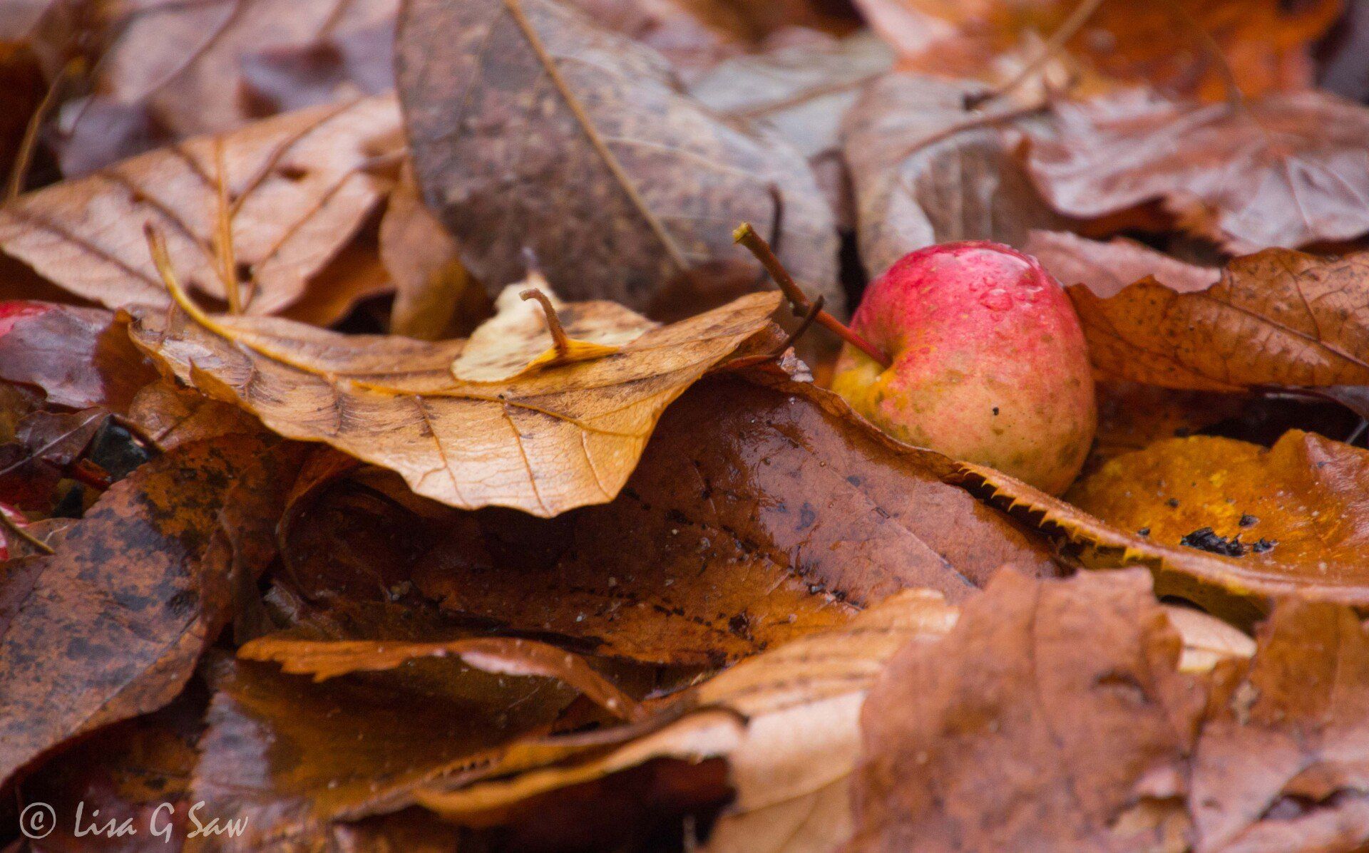 Fallen baby apple amongst autumn leaf litter