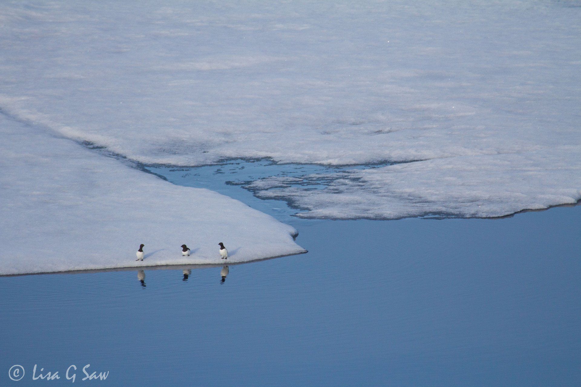Three Guillimot's on edge of Arctic sea ice reflected in water