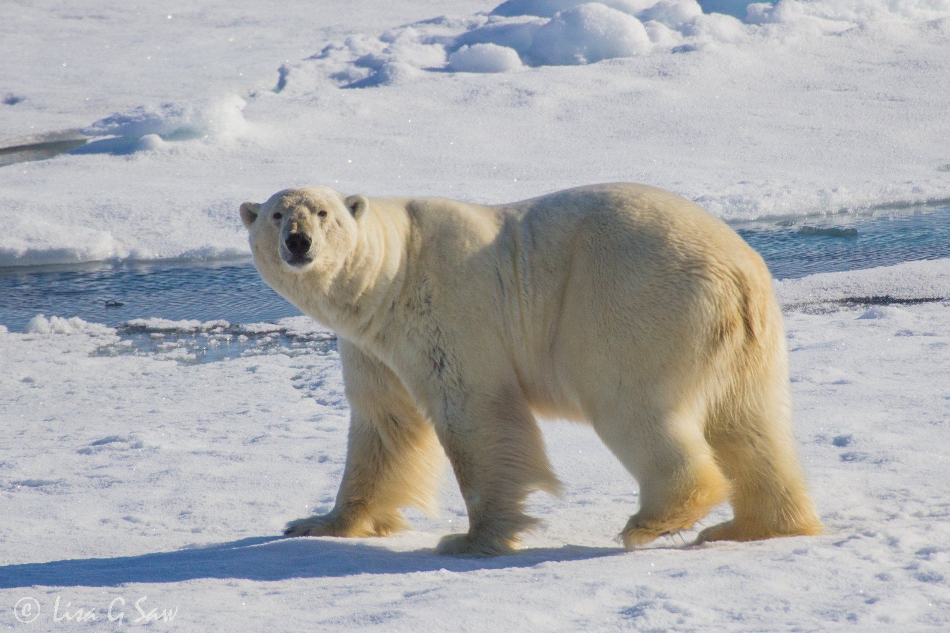 Polar Bear side on, walking past, glancing towards camera