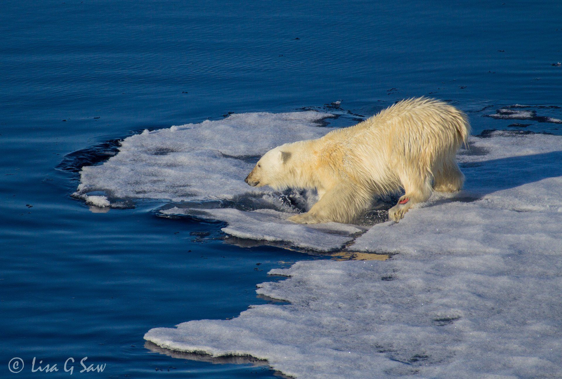 Arctic sea ice cracking under the weight of Polar Bear