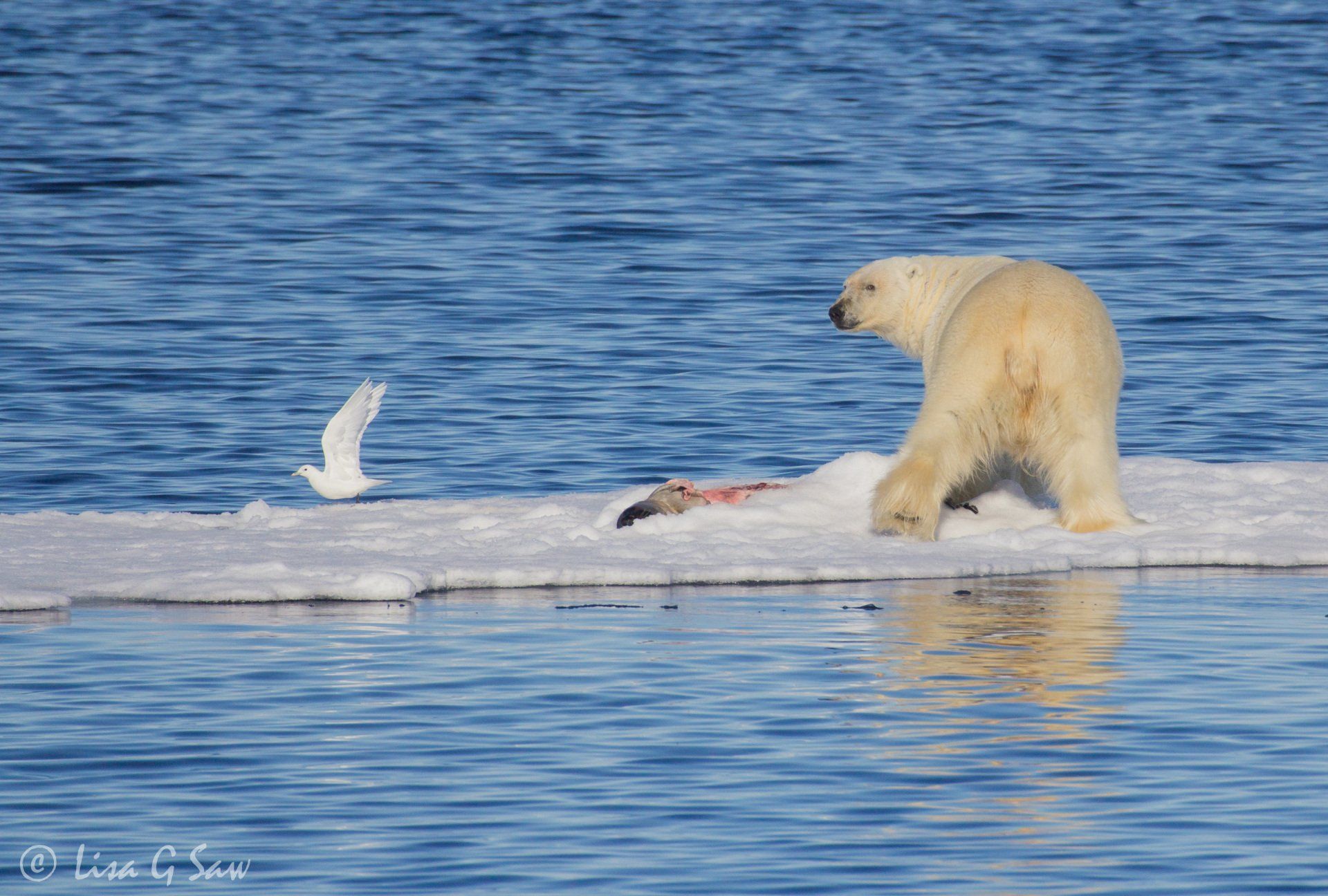 Arctic Gull and a Polar Bear covering seal carcass in ice