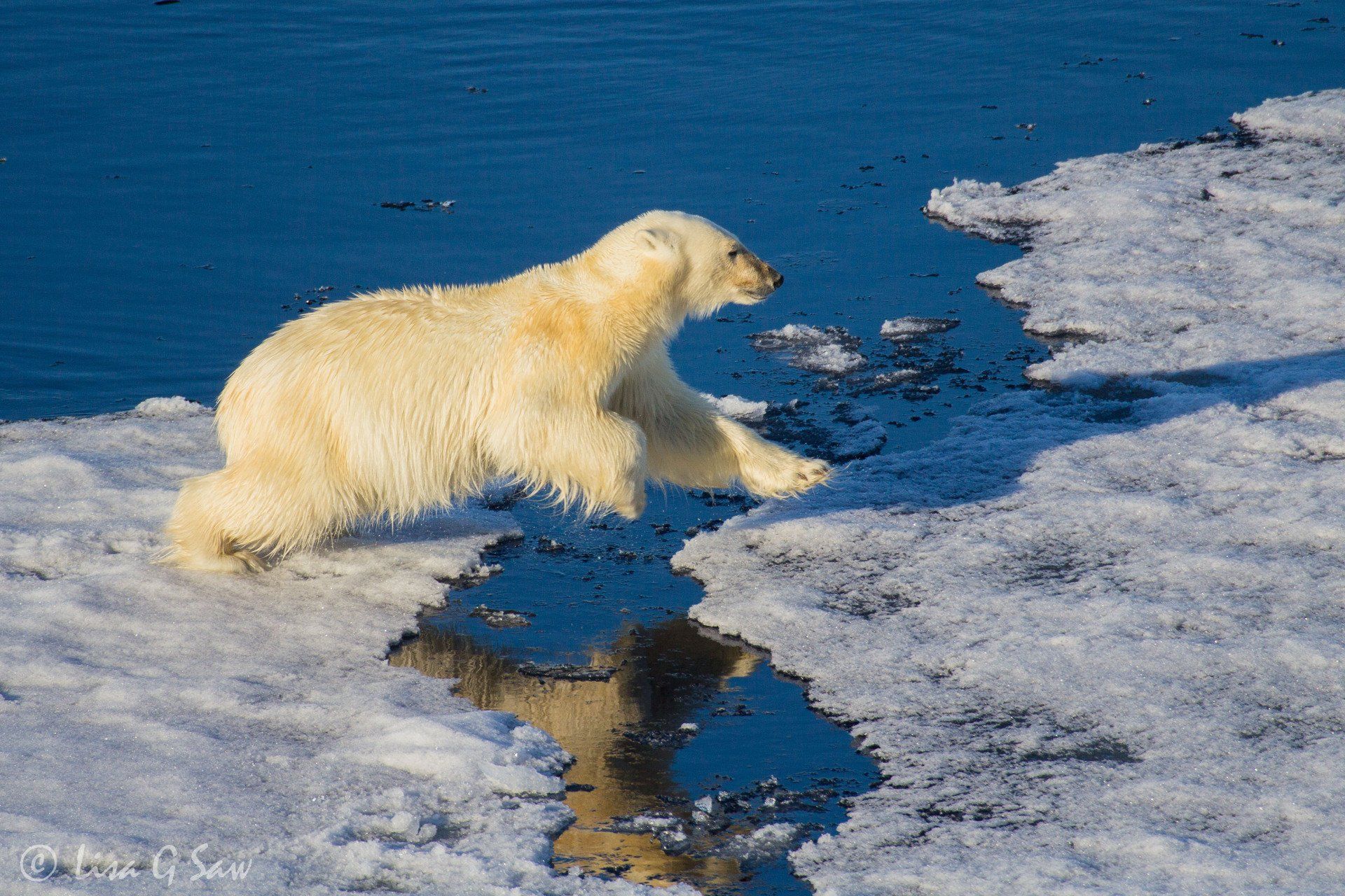Polar Bear about to leap across Arctic sea ice