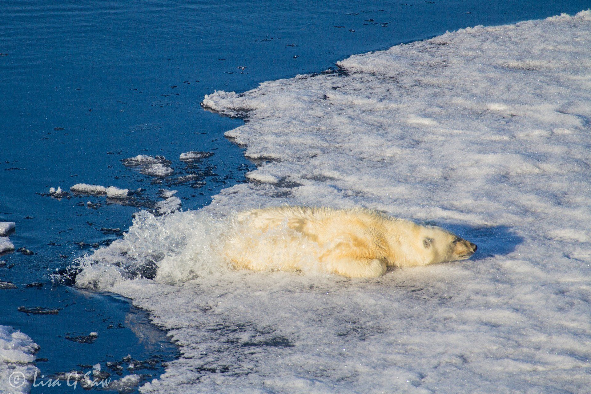 Polar Bear falling through Arctic sea ice