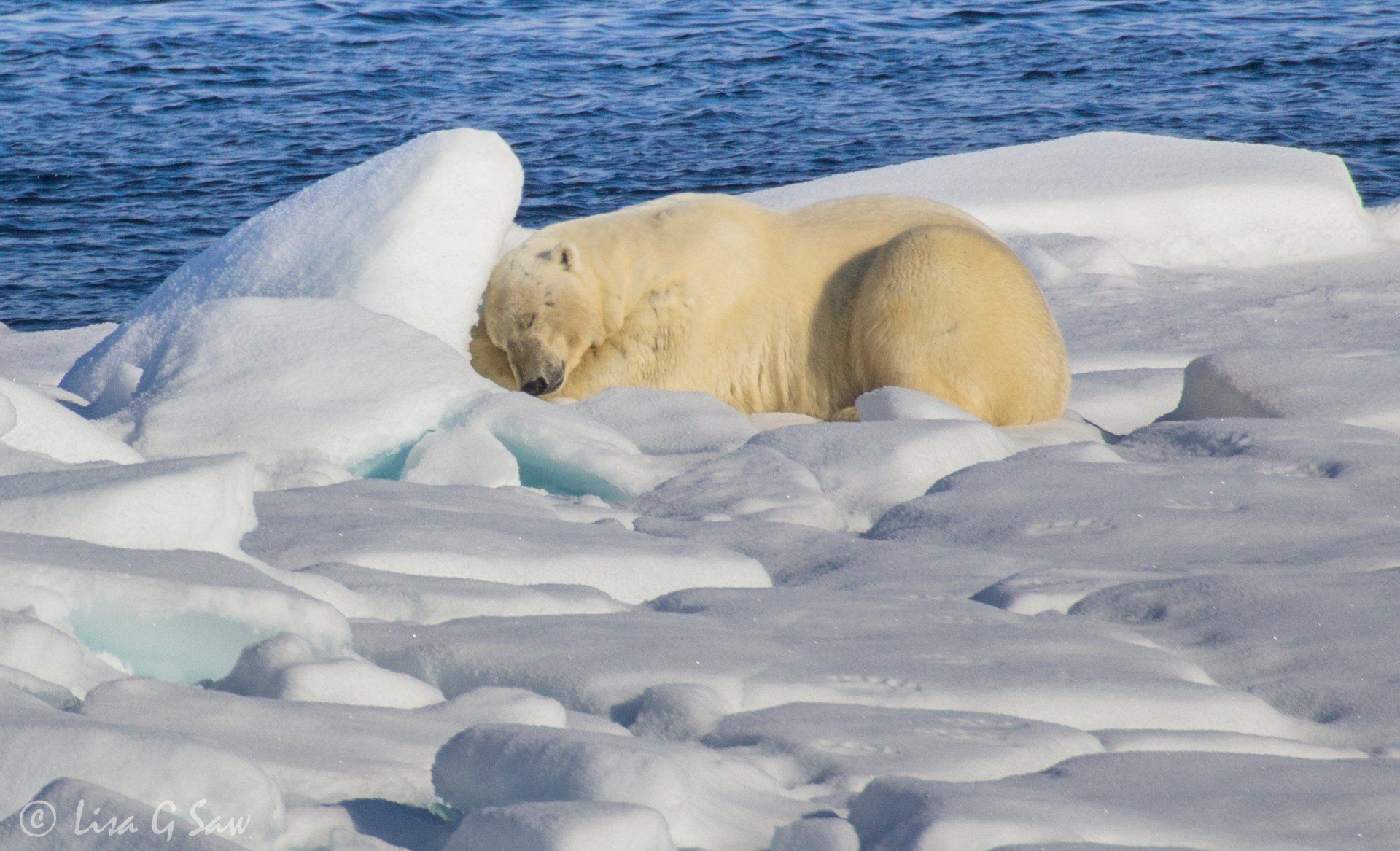 Polar Bear nestled on sea ice sleeping