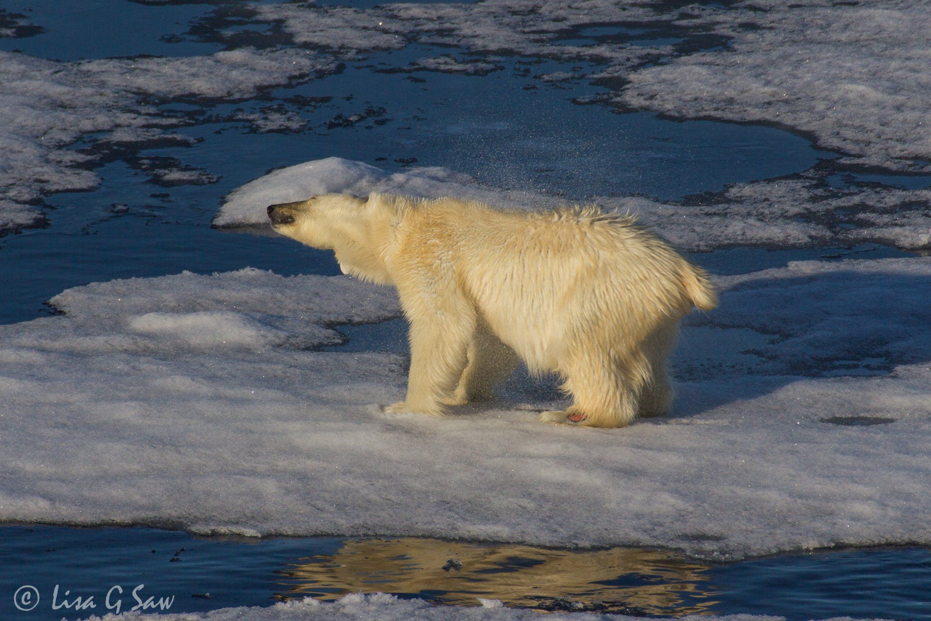 Polar Bear shaking off water on Arctic sea ice