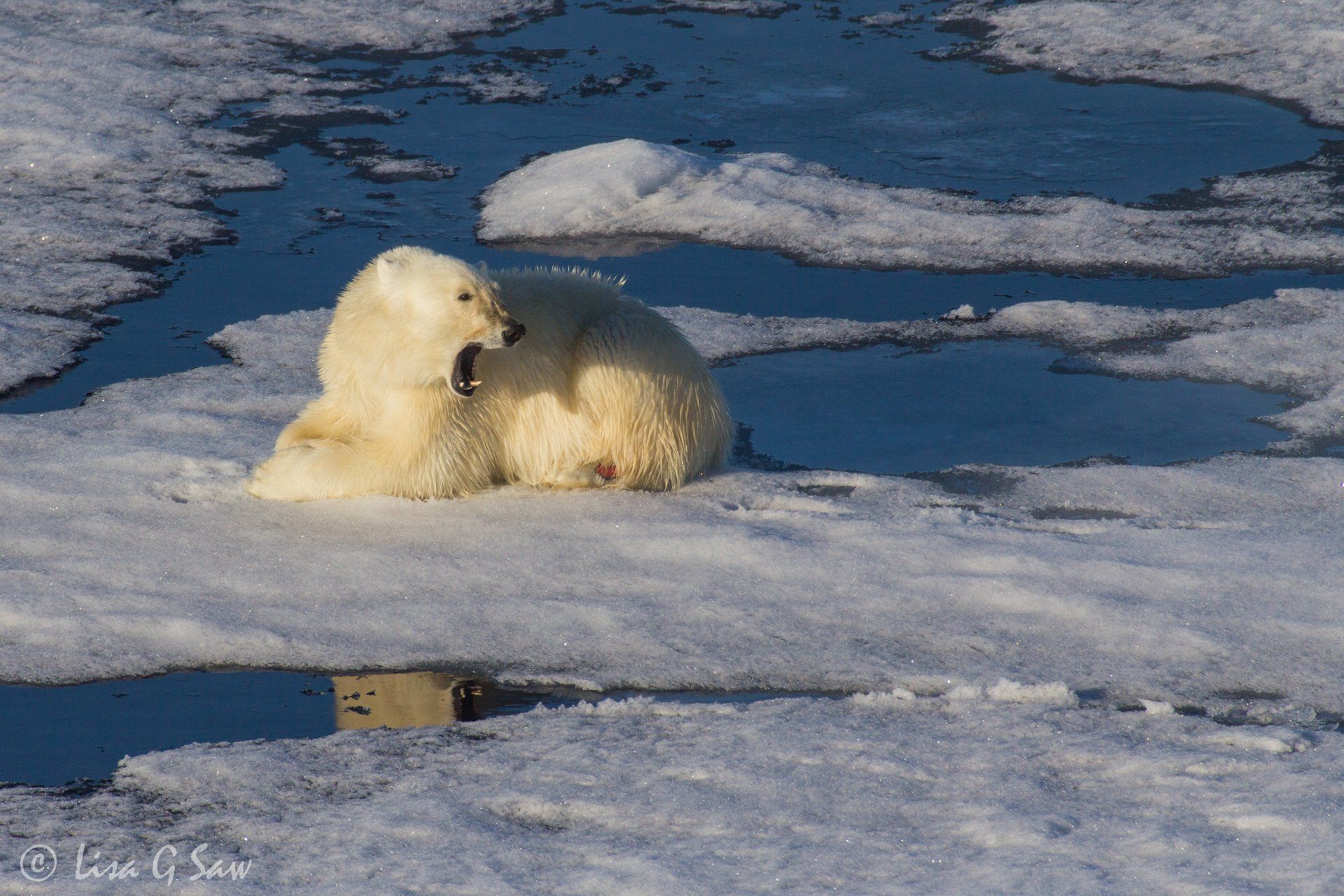 Polar Bear yawning whilst lying on Arctic sea ice