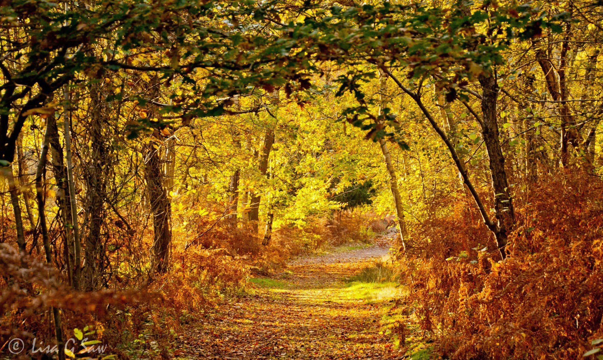 Autumn path through the golden canopy, Burton Mill Pond Woods