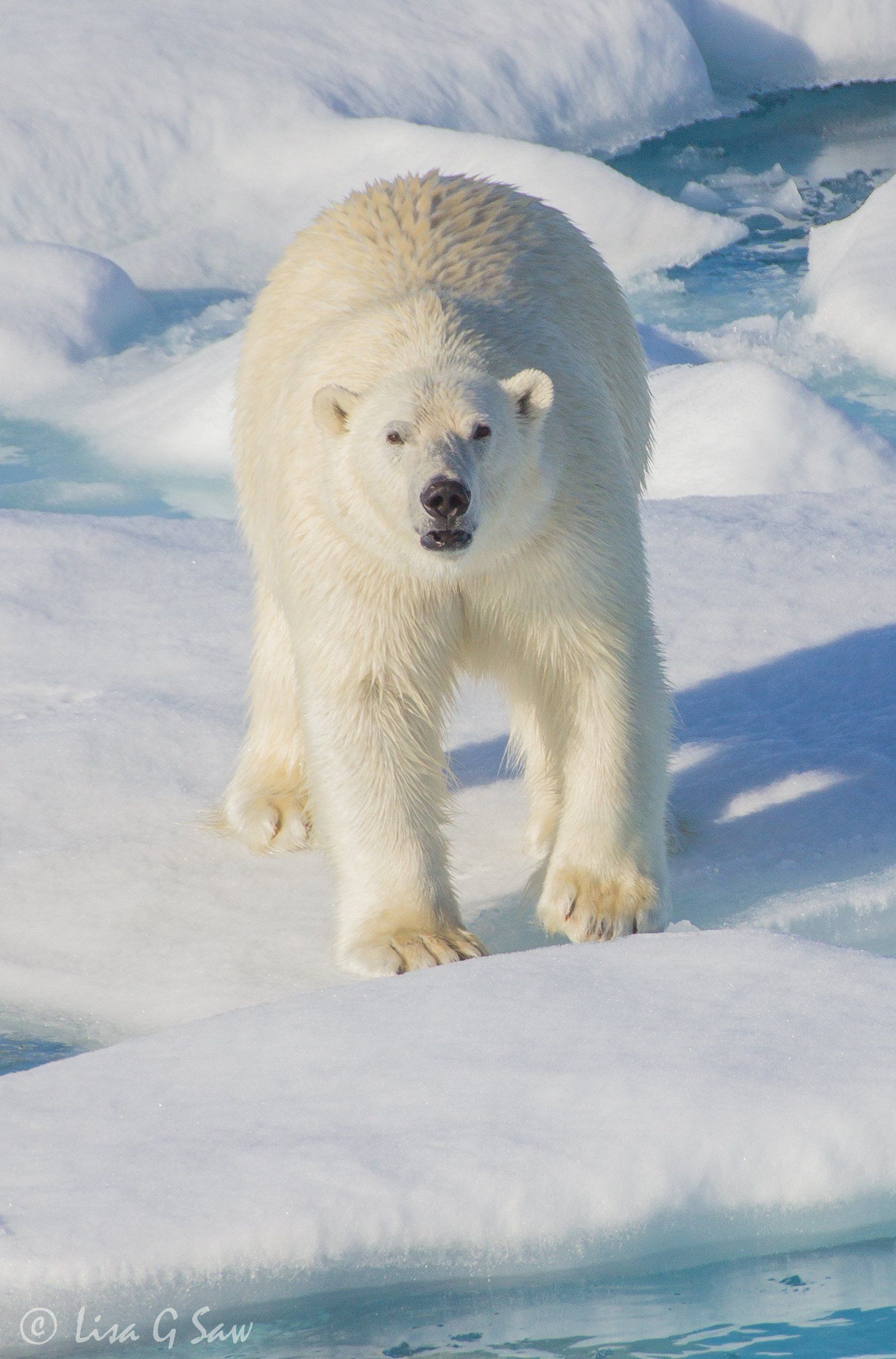 Polar Bear approaching on loose Arctic sea ice