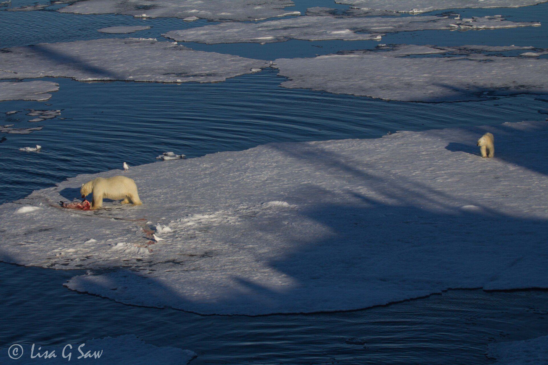Two Polar Bears on same ice floe, one with seal carcass