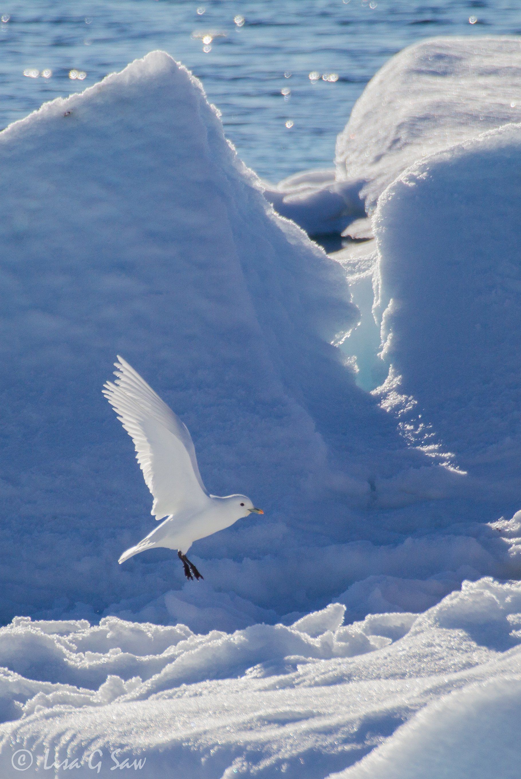Close up of Ivory Gull flying, coming in to land on sea ice