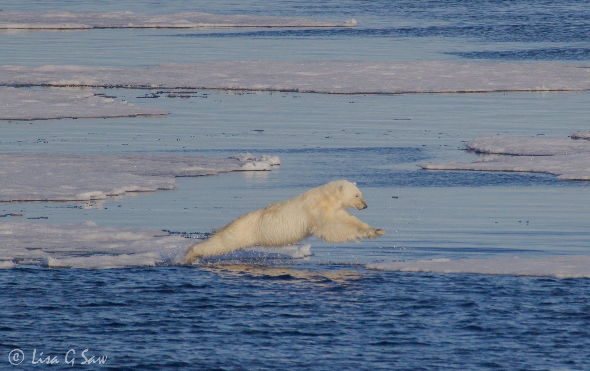 Polar Bear leaping at full stretch across Arctic sea ice