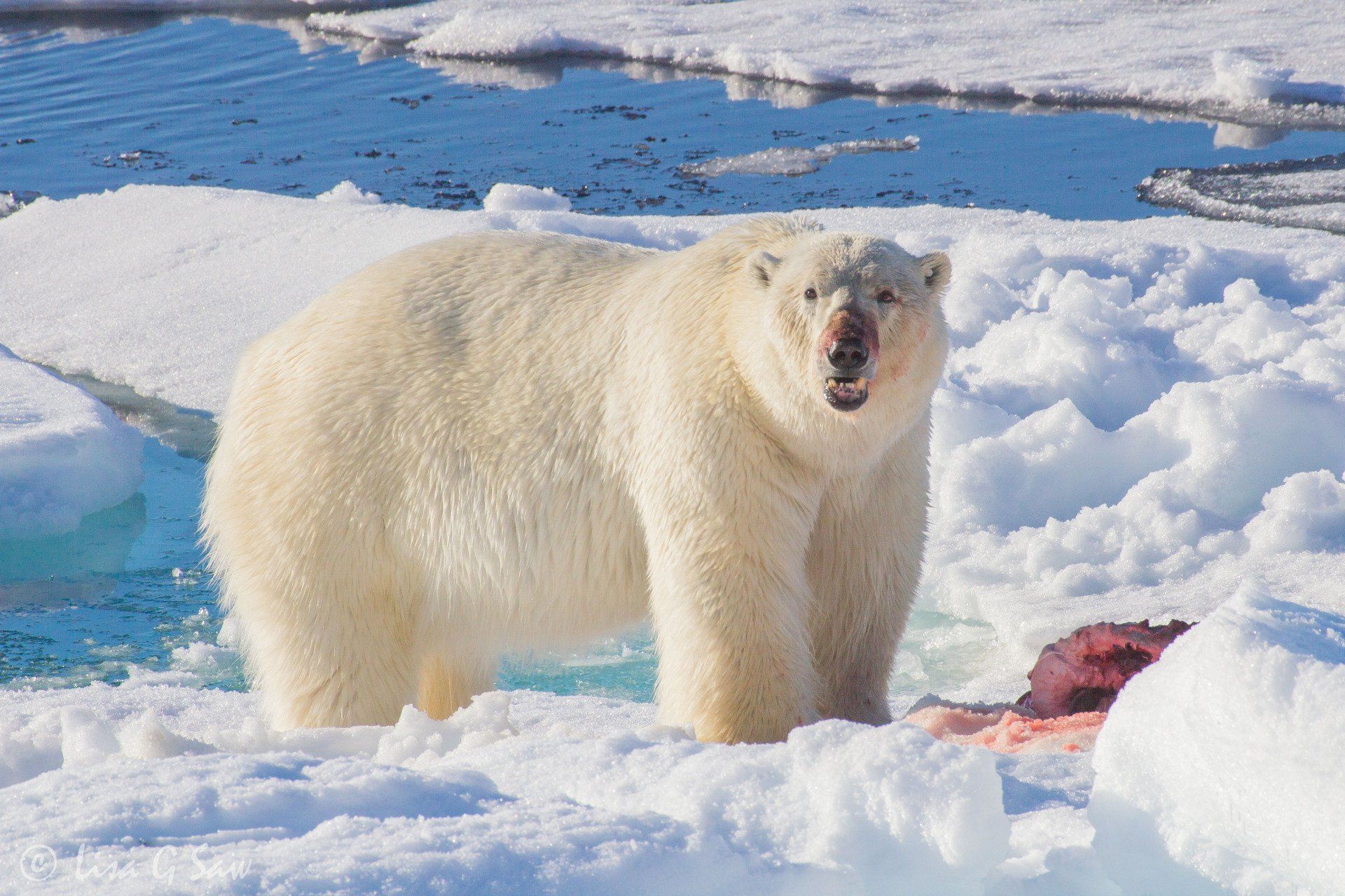 Polar Bear with blood on face from eating