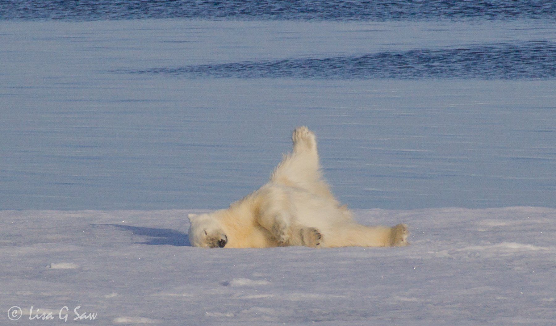 Polar Bear rolling around on Arctic sea ice